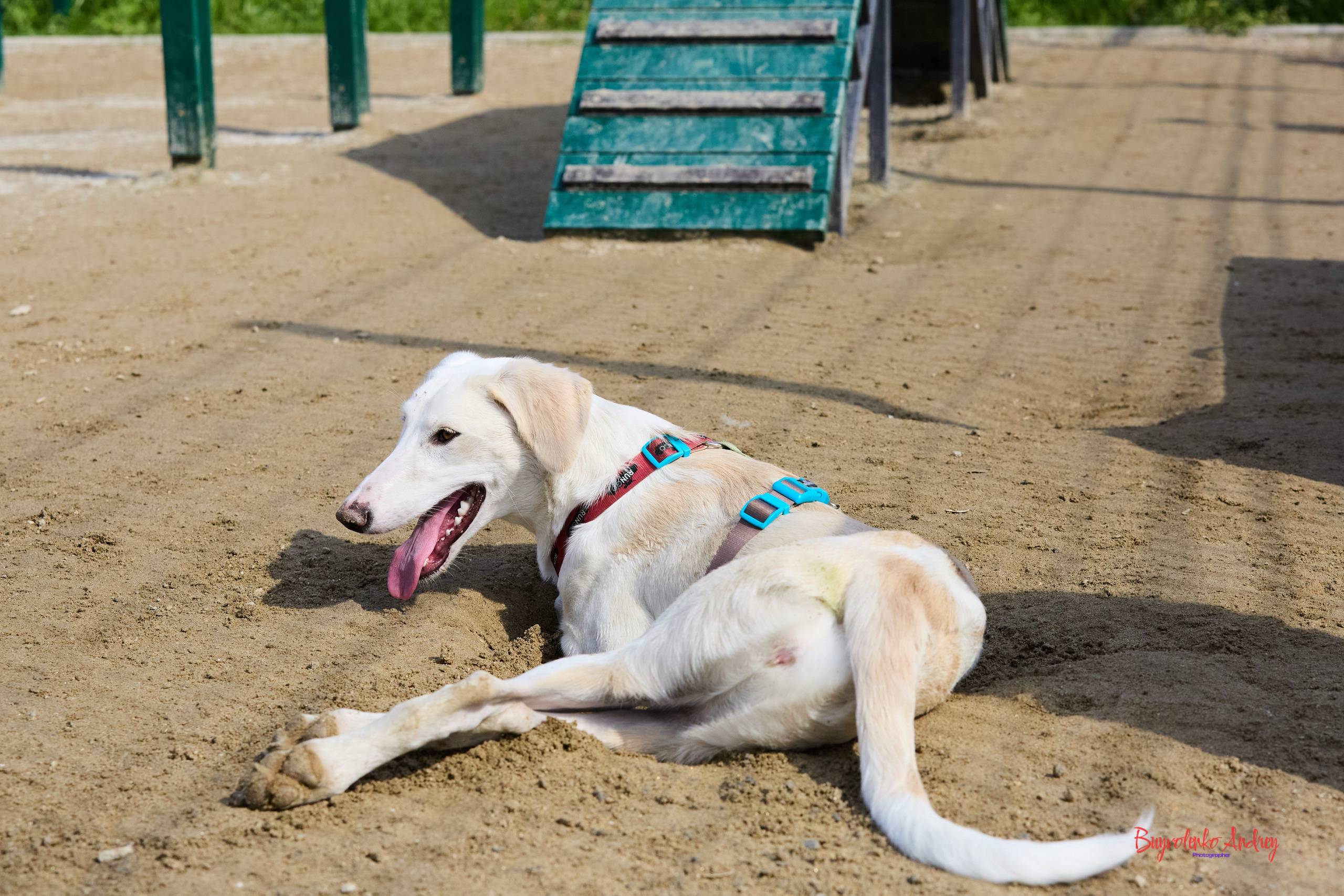 Проект фотопрогулка с хвостиком. Buyvolenko Andrey