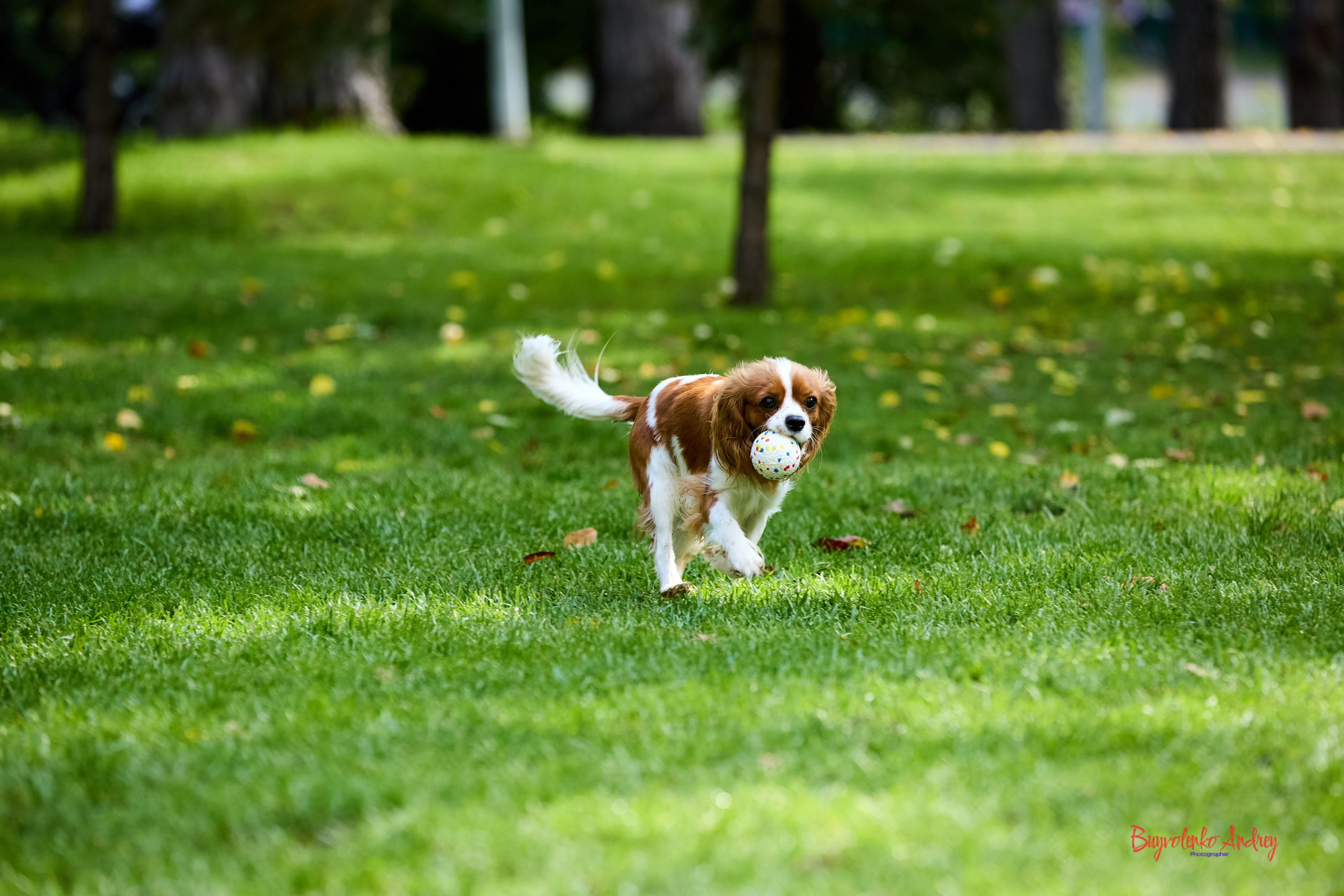 Фотопрогулка с кавалерами. Buyvolenko Andrey