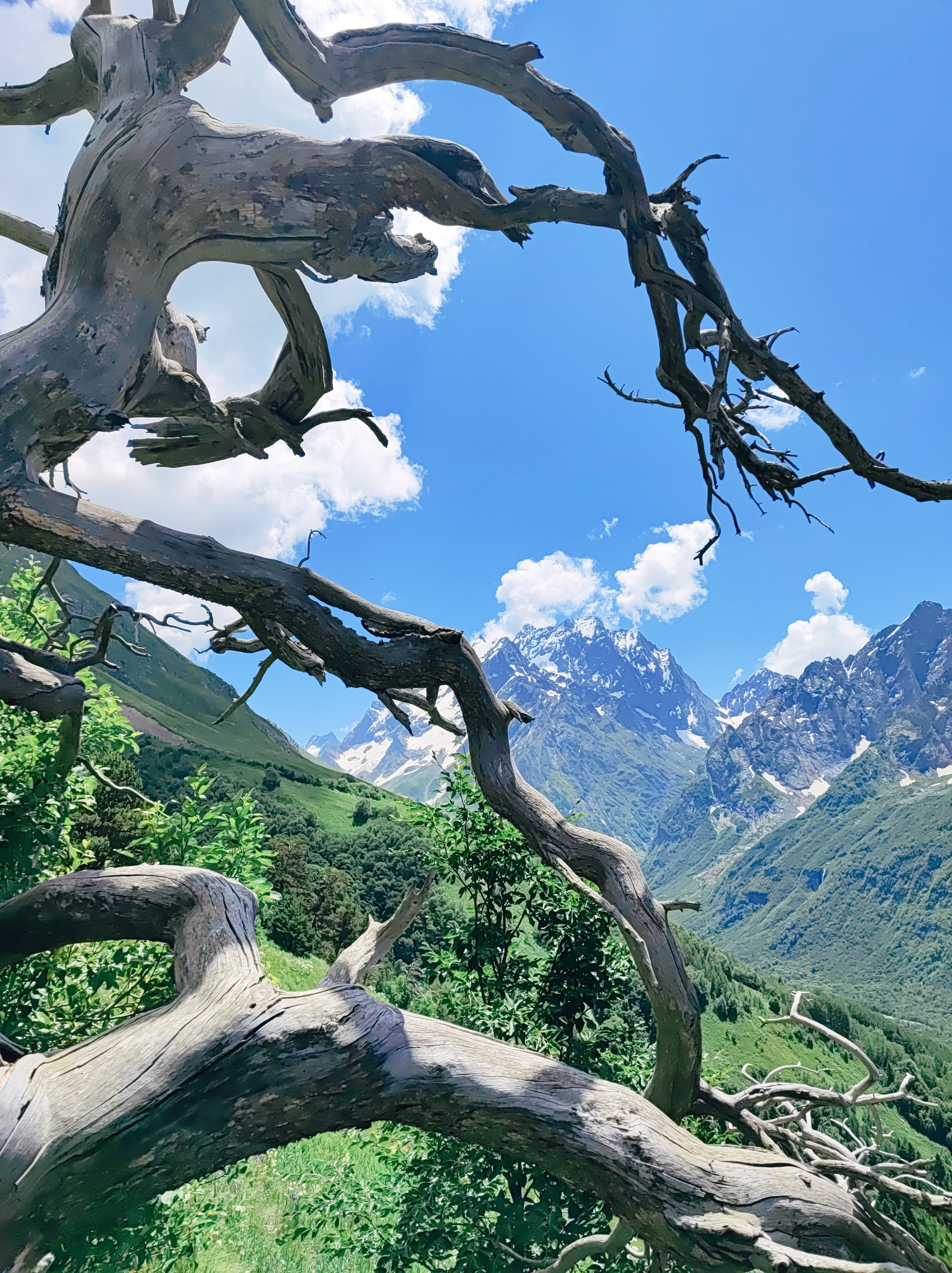 Намобилкус кавказский. Репортажный фотограф Алексей Пирязев