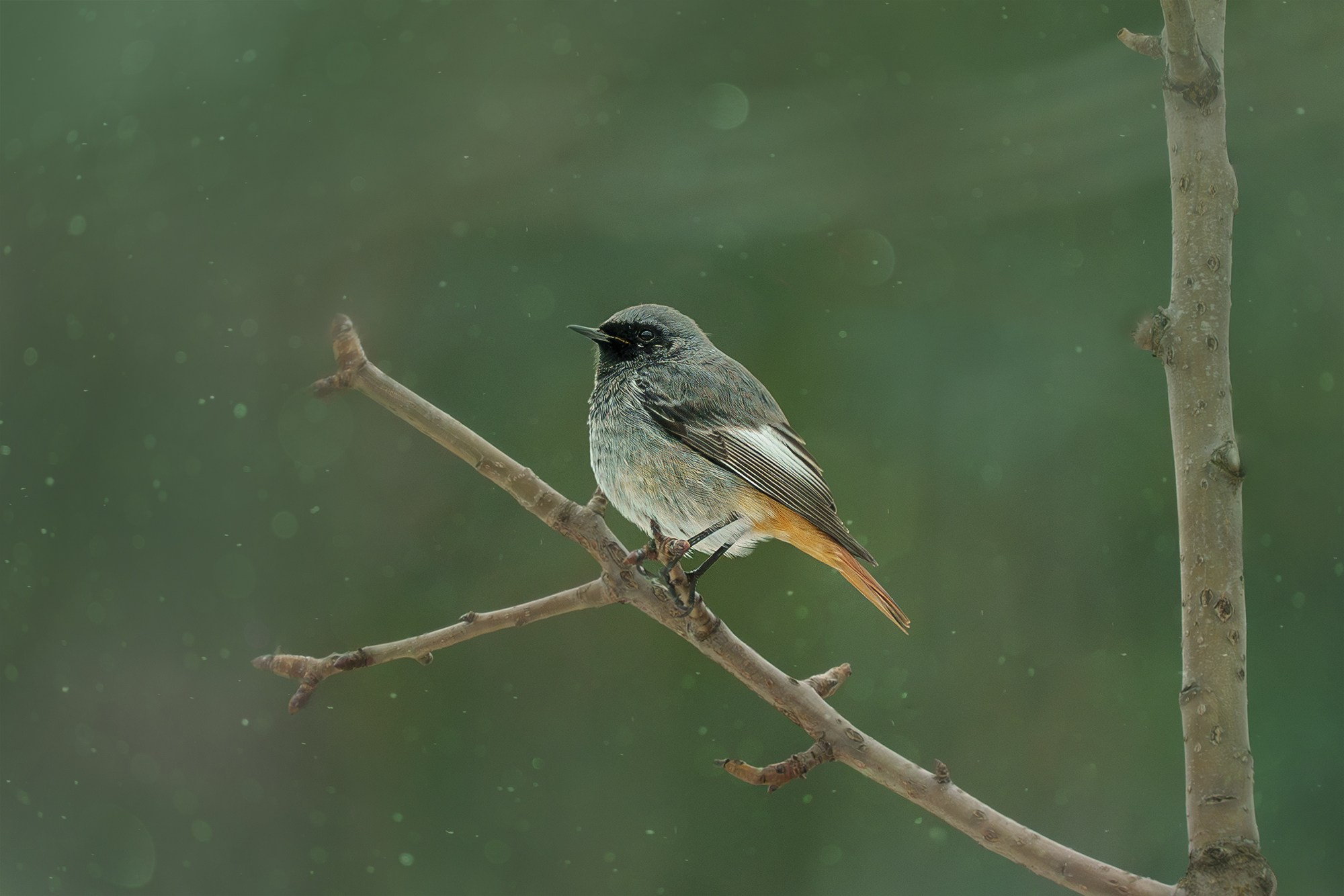 Удивительные мир птиц. Вокруг нас столько прекрасного — присмотритесь!. Ваш личный фотограф Марина Волкова