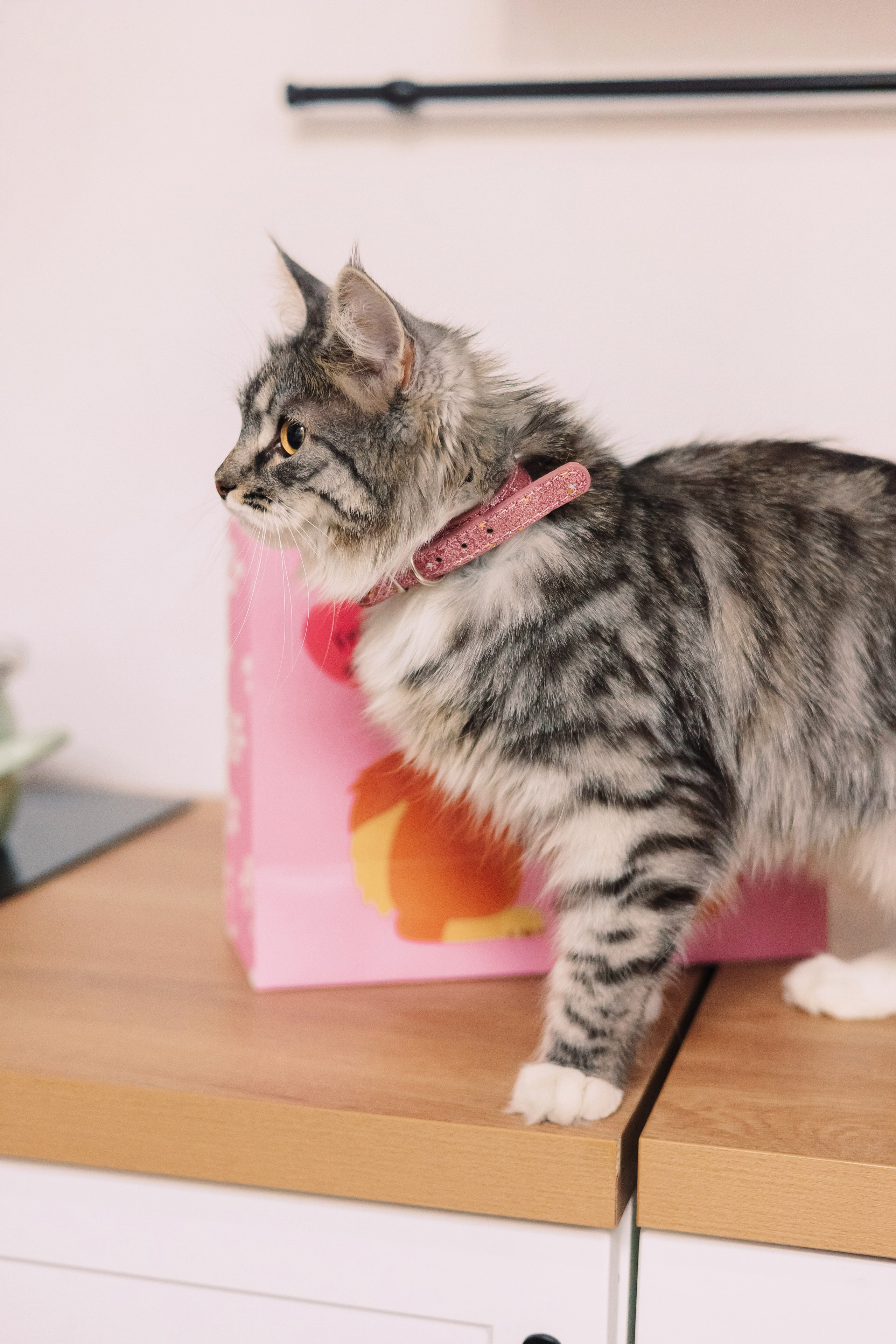 Магазин Friend of mine. Фотограф-анималист Елена Радченко, Москва