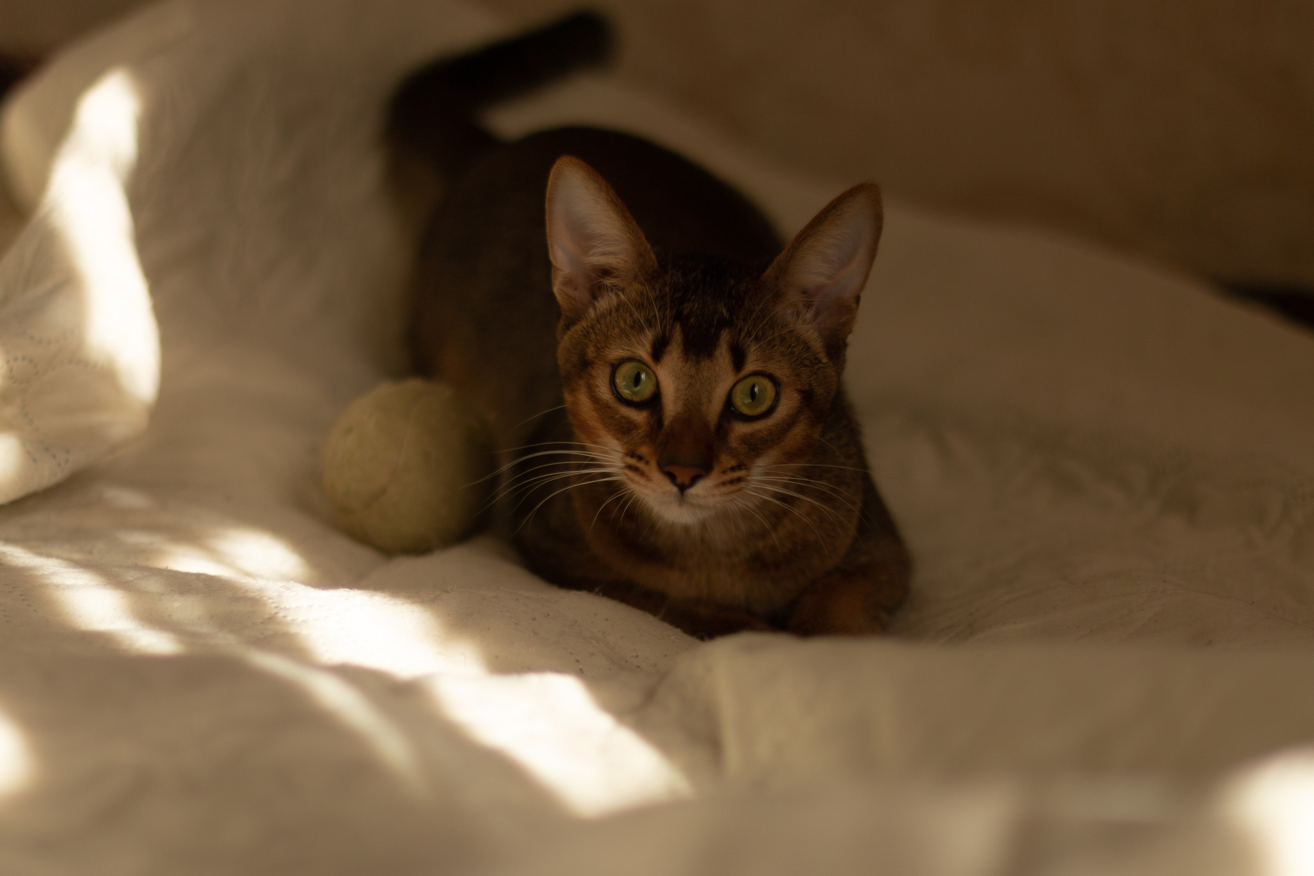 Мой котик. Фотограф в Сочи