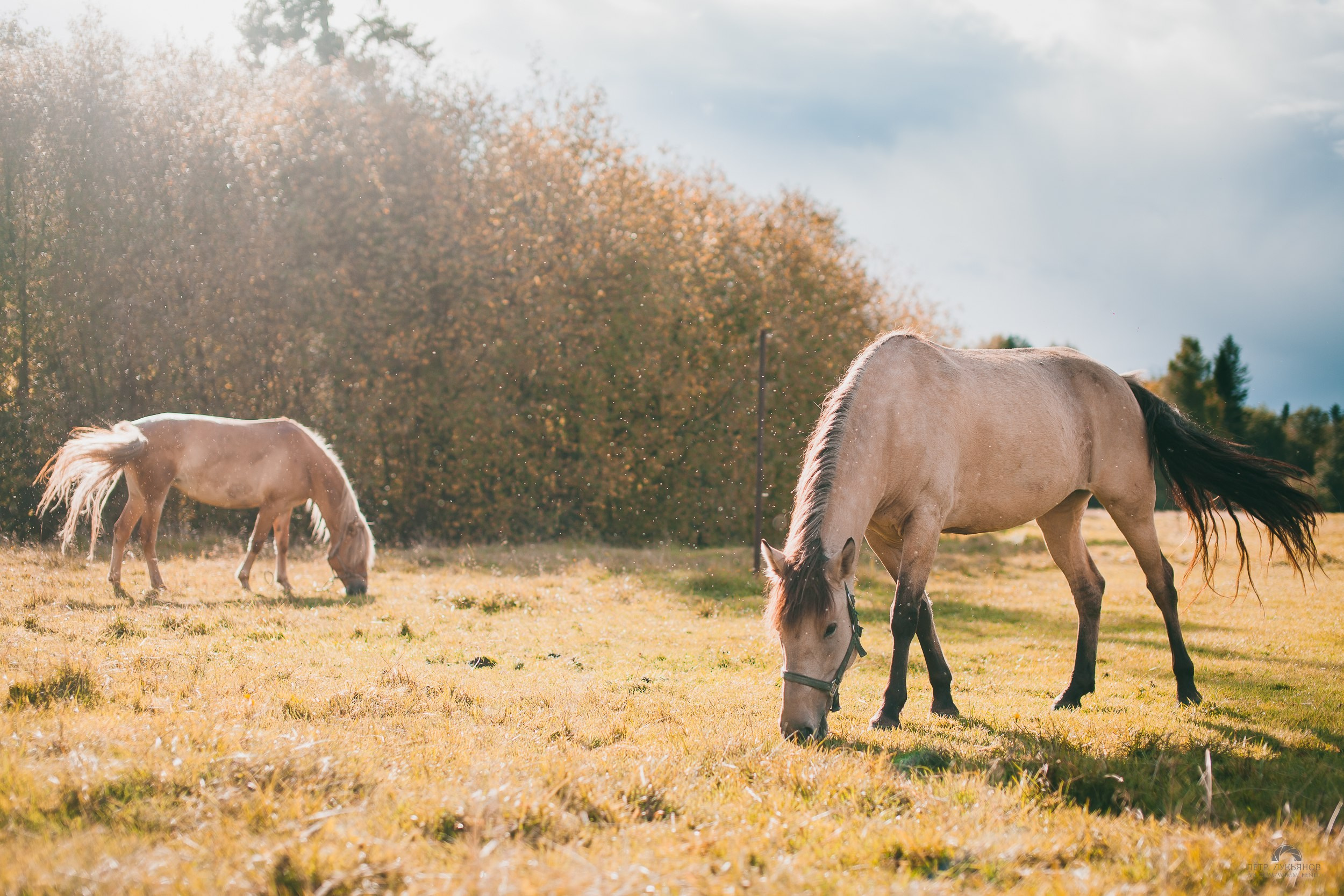 Лавстори Вероника и Макс. Ваш свадебный и семейный фотограф