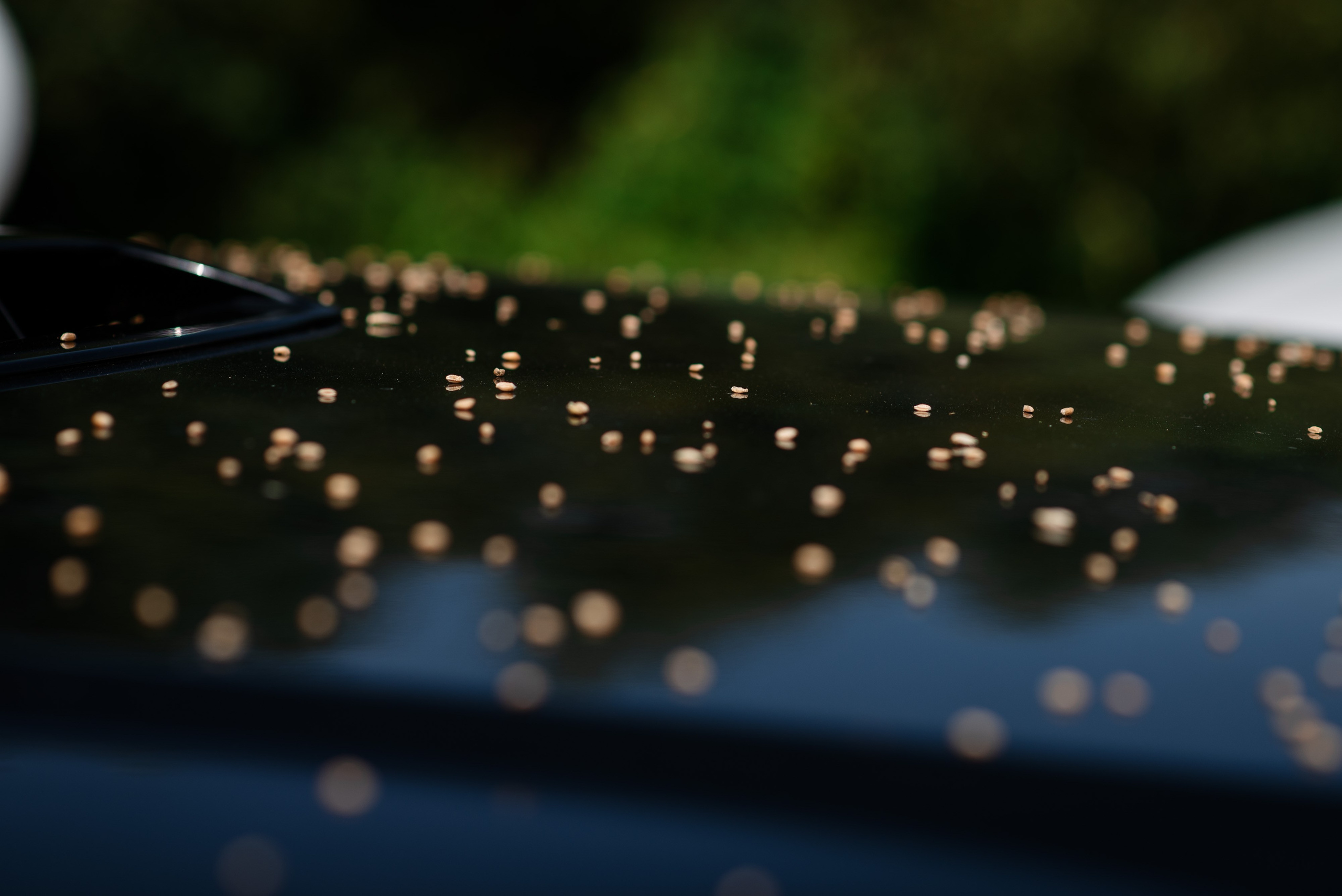 Илья и Ирина. Фотограф Тривашкевич Александр