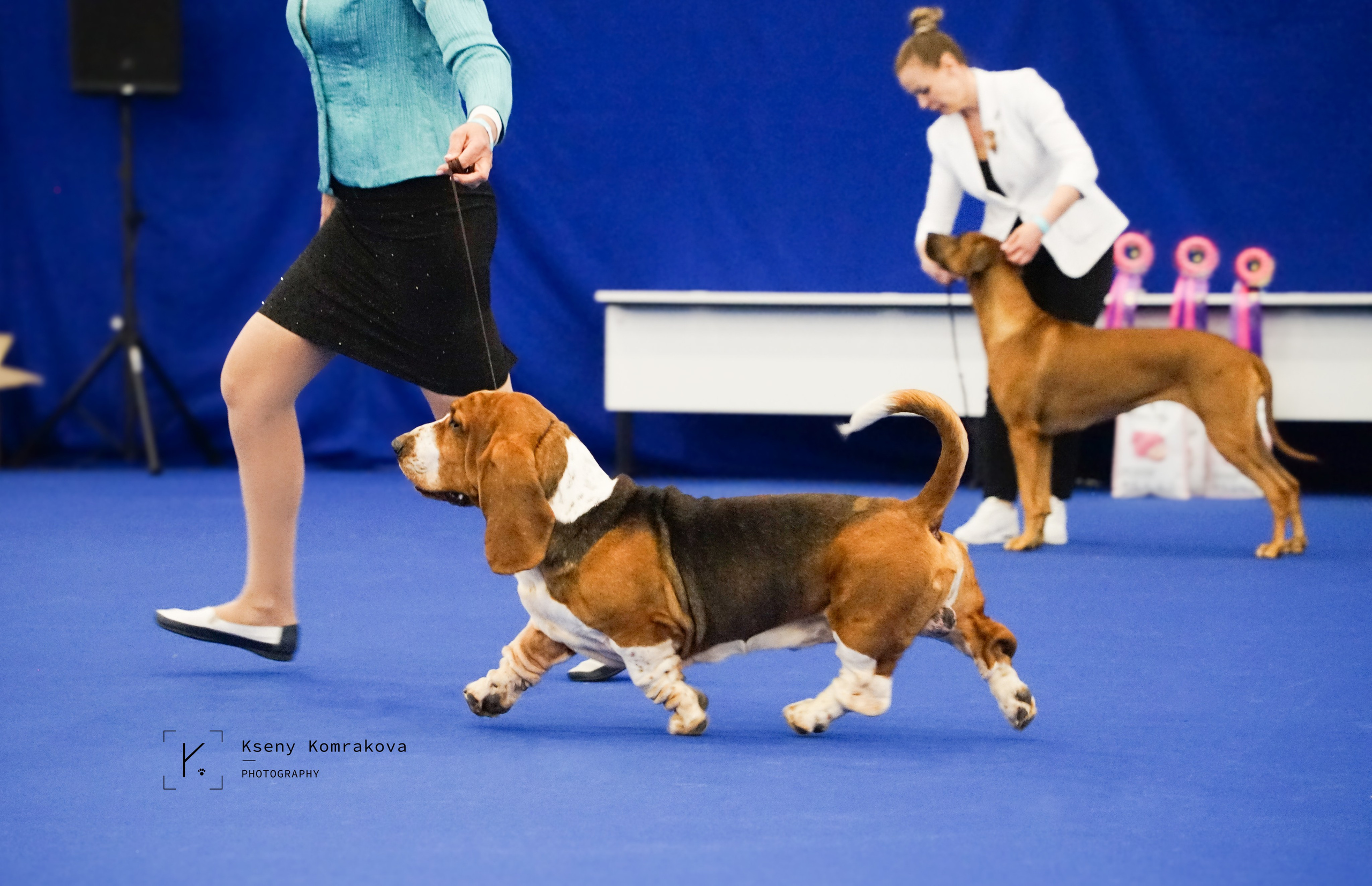 Съемка собак. Анималистика. Репортаж. Индивидуальная съемка