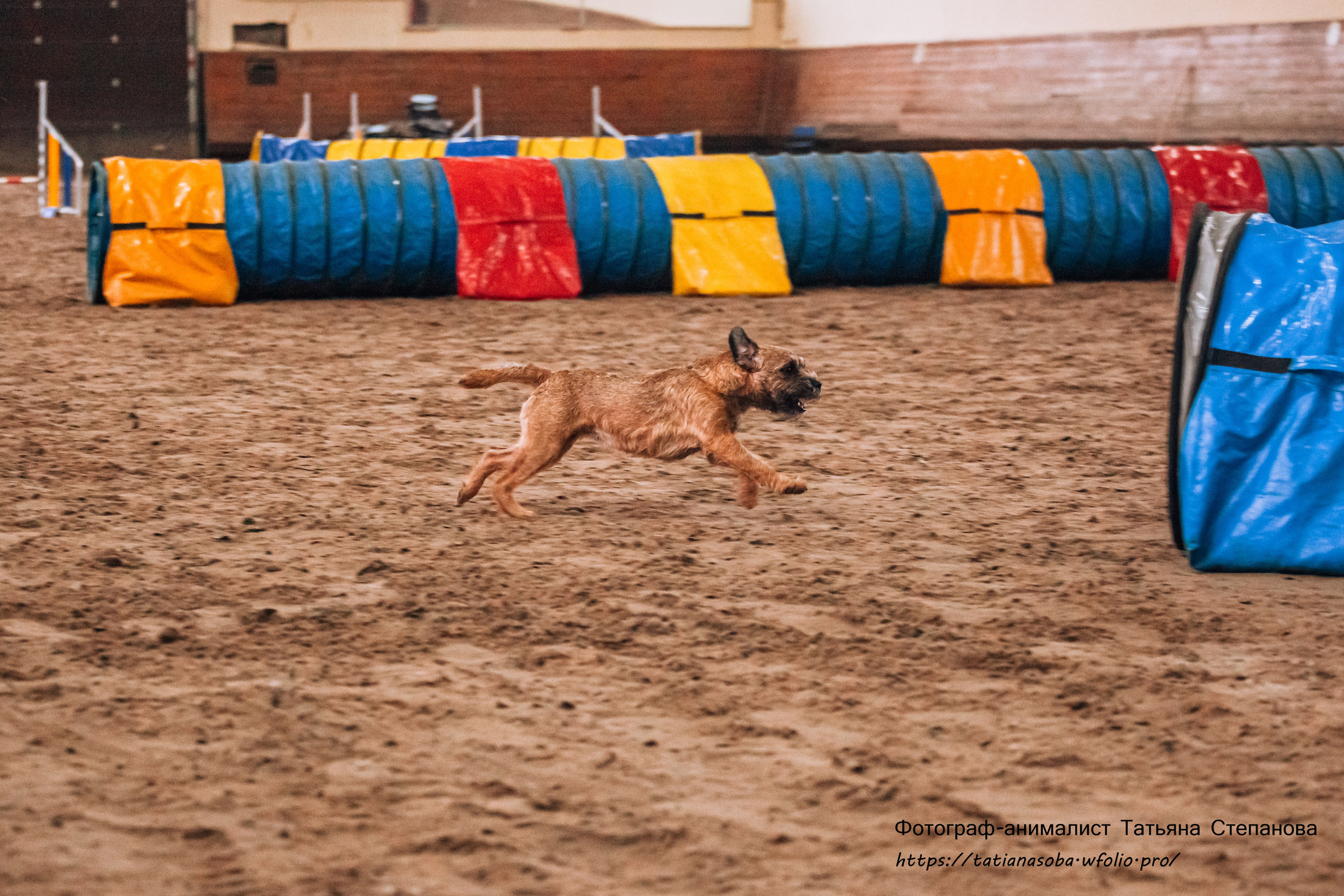 Соревнования по Аджилити 25.02.2024. Фотограф-анималист Татьяна Степанова