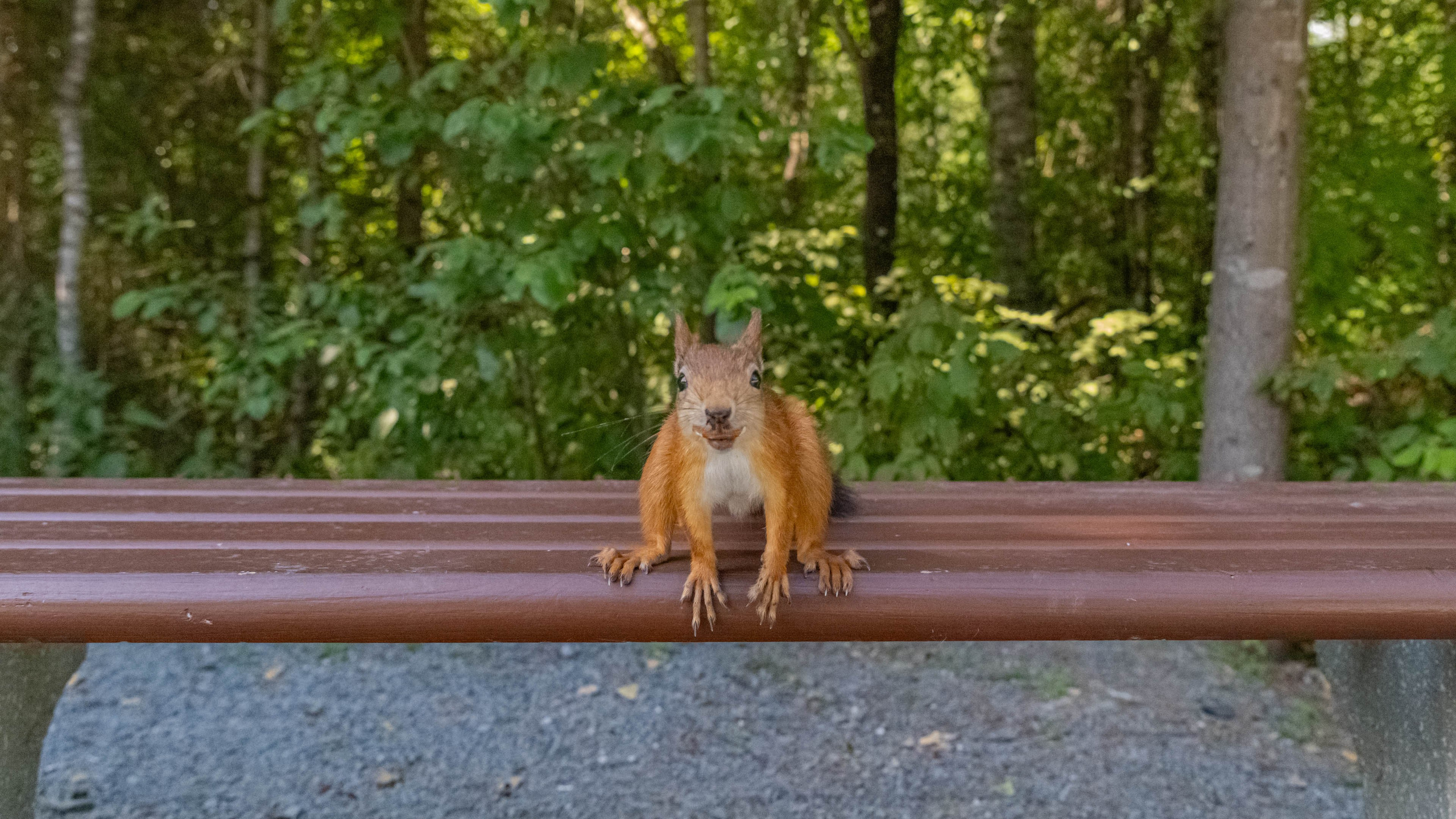 2025 07 Выборг — Сортавала — Великий Новгород — Псков. Фотографии