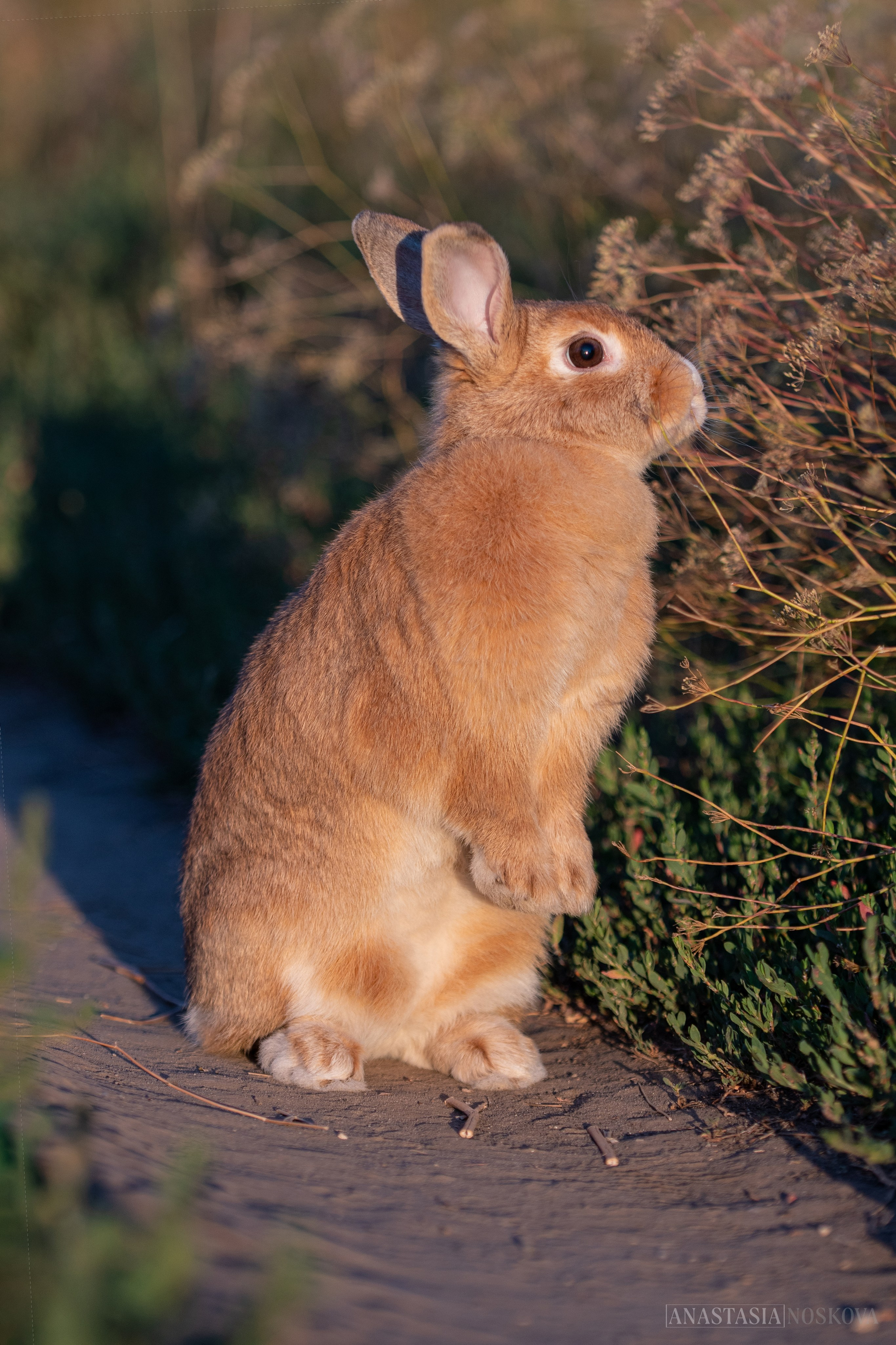 Елена и Персик