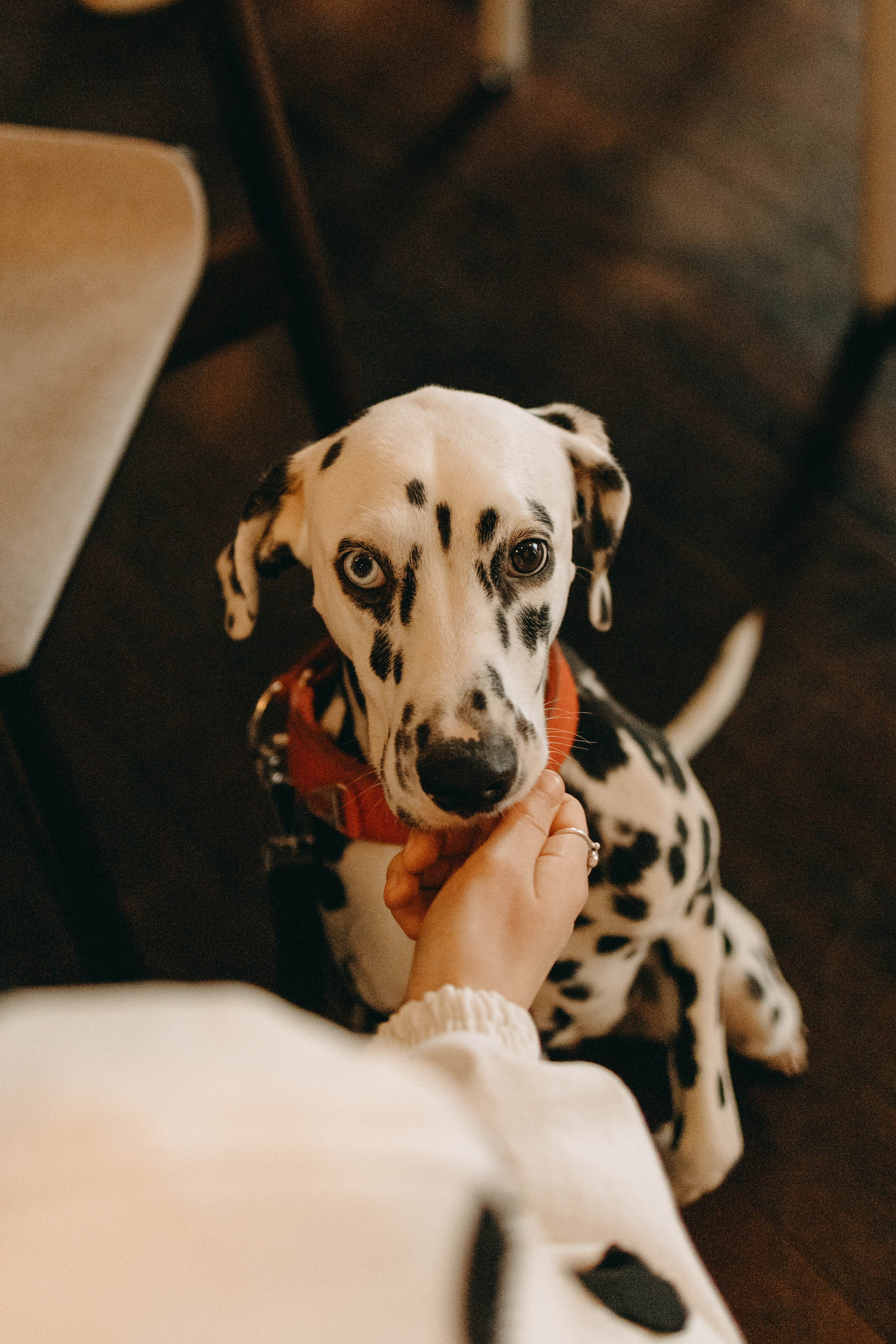 Диана и Лекса. Фотограф-анималист в Екатеринбурге | Кристина