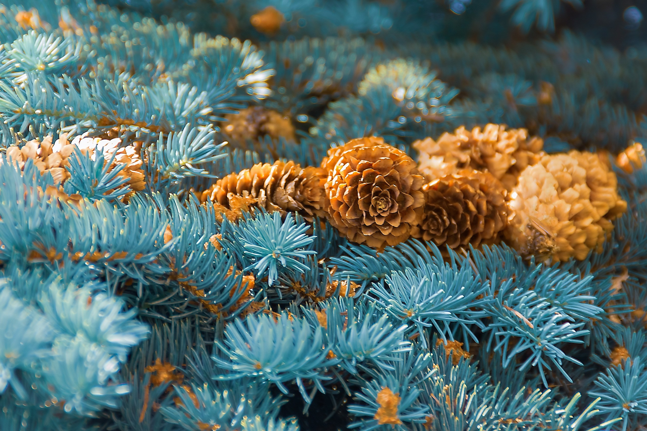 Великое в Малом. Аmat Victoria Сuram