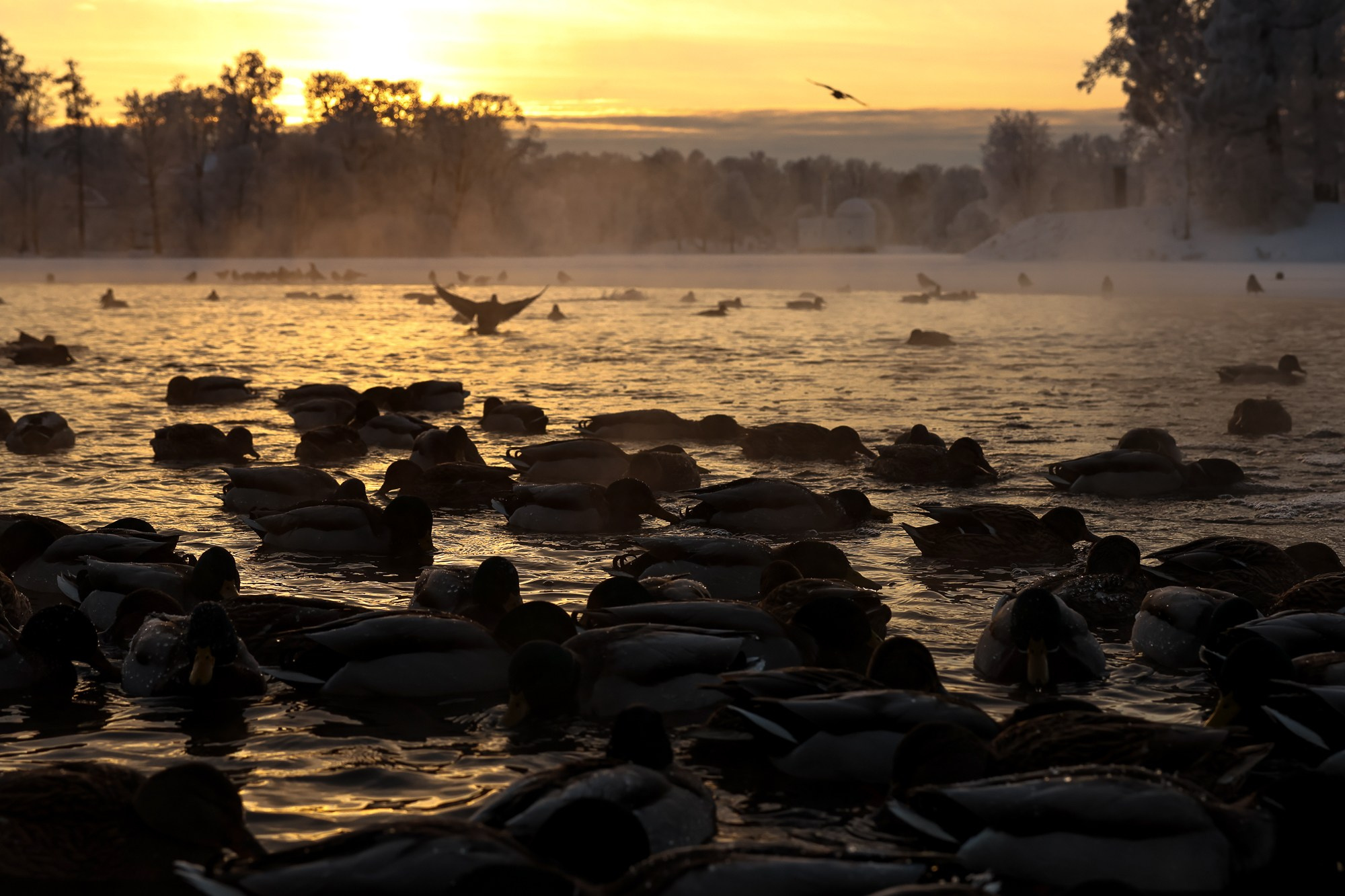 Царское село. Зима. Фотограф портретист в Санкт Петербурге Дроздова Алла