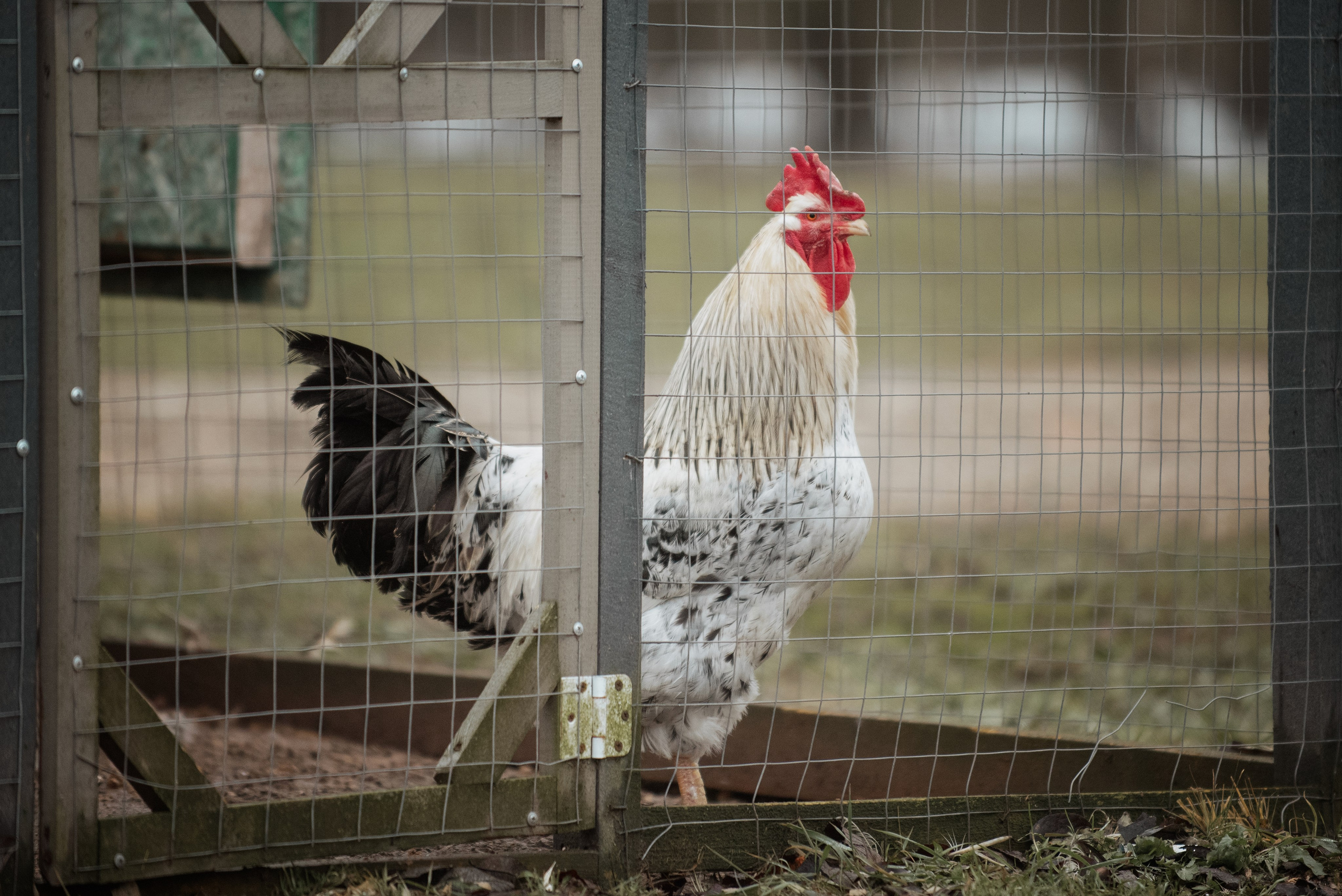 Мелкаши ЮНА. Куракина Дарья • Конный фотограф