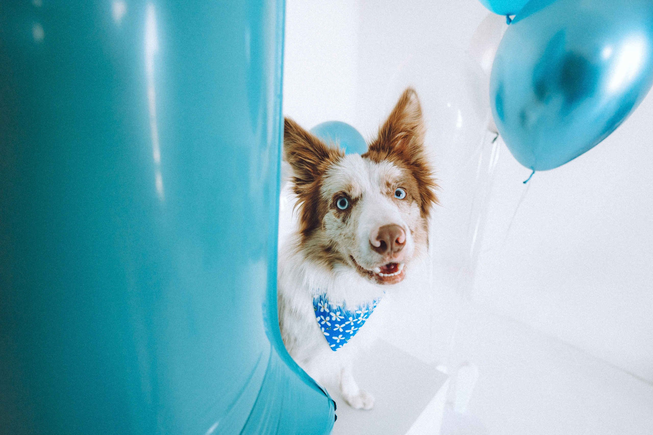 День рождения Айко