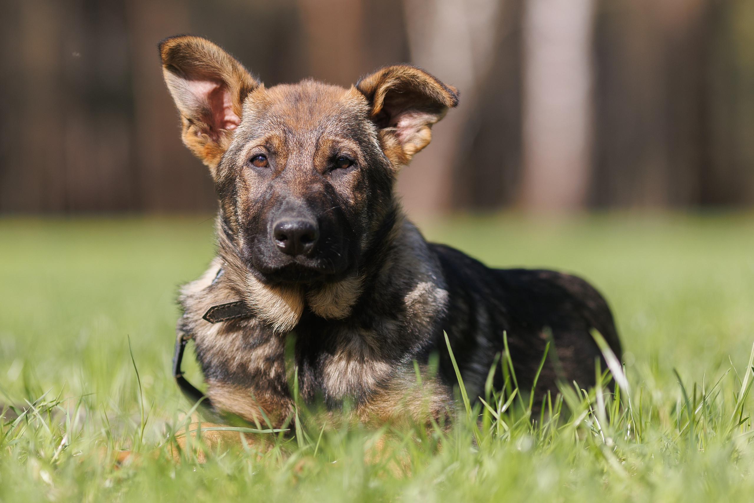 Фотосъемка собак для питомника немецких овчарок. Репортажный фотограф Борис Геер