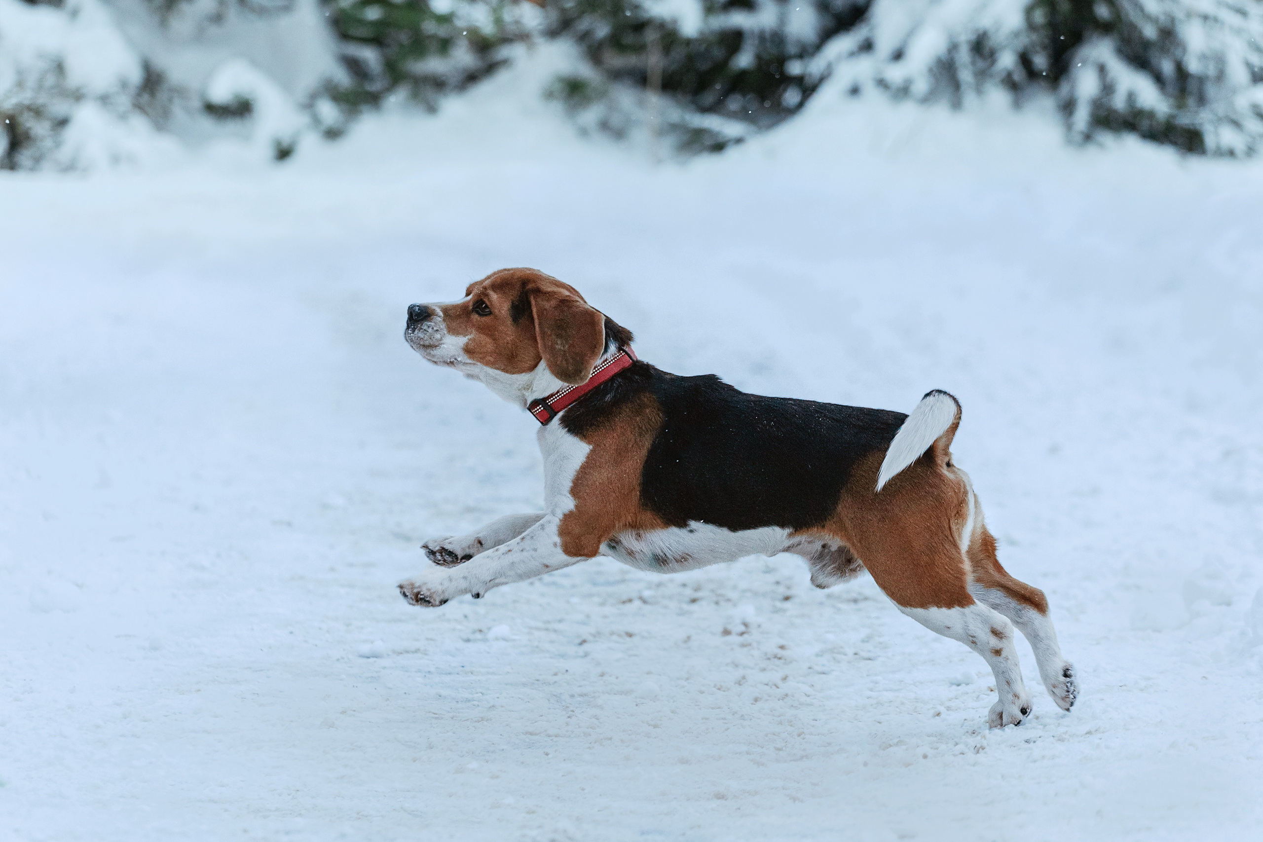 Дом для Биглей 2023. Фотограф-анималист Татьяна Степанова