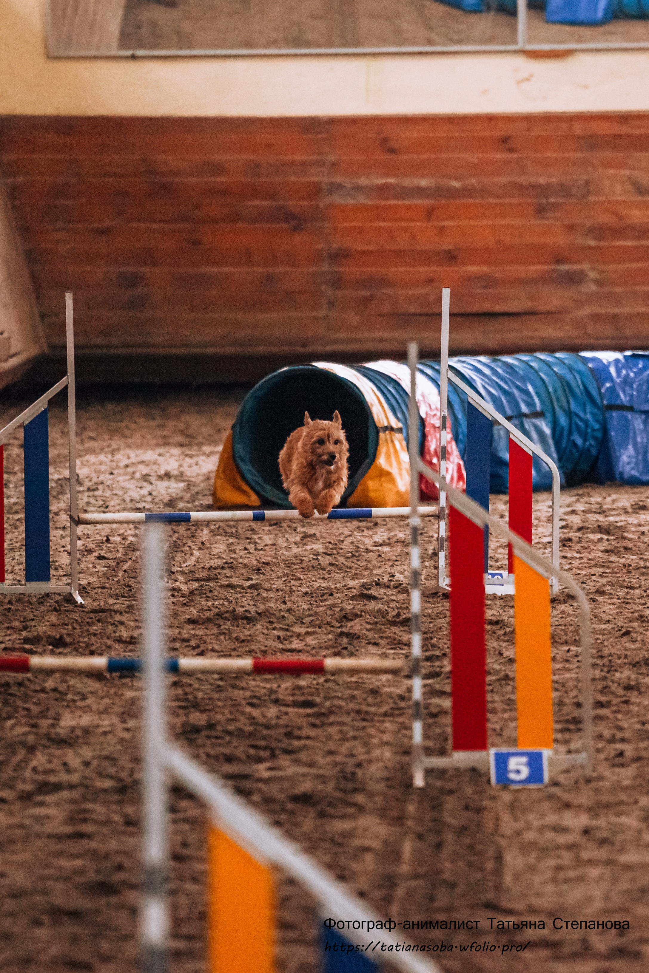 Соревнования по Аджилити 25.02.2024. Фотограф-анималист Татьяна Степанова