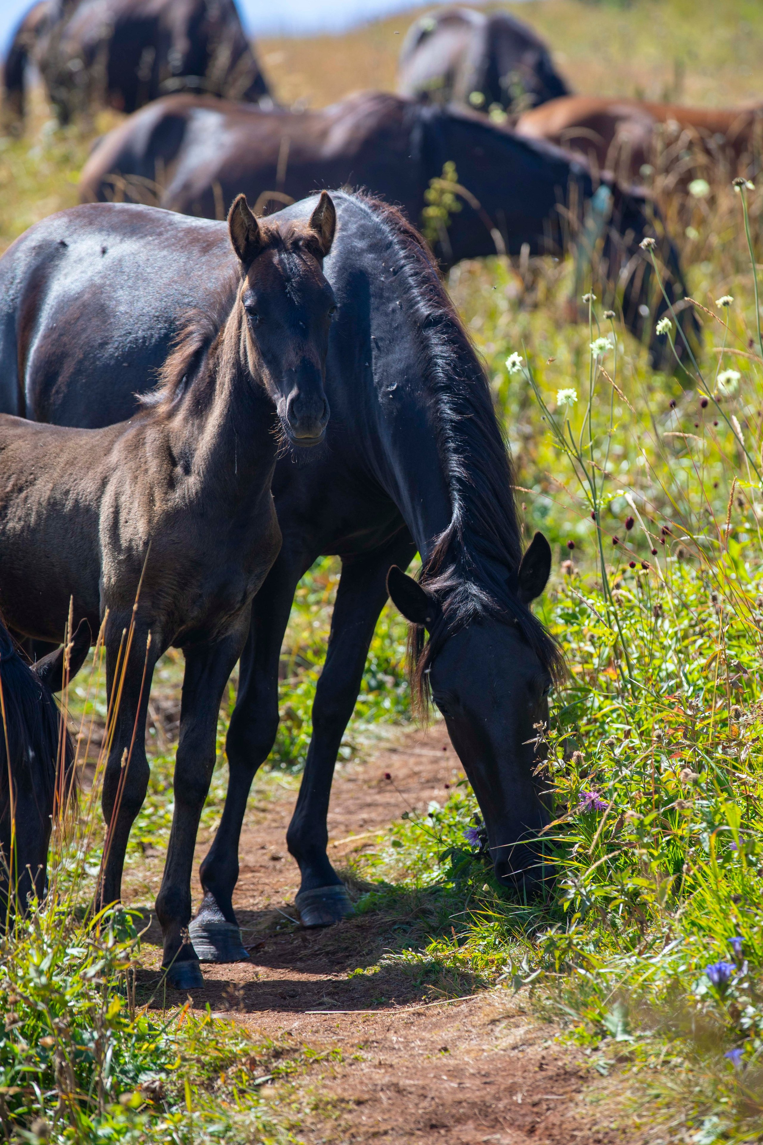 Лаго-Наки. Фото о жизни