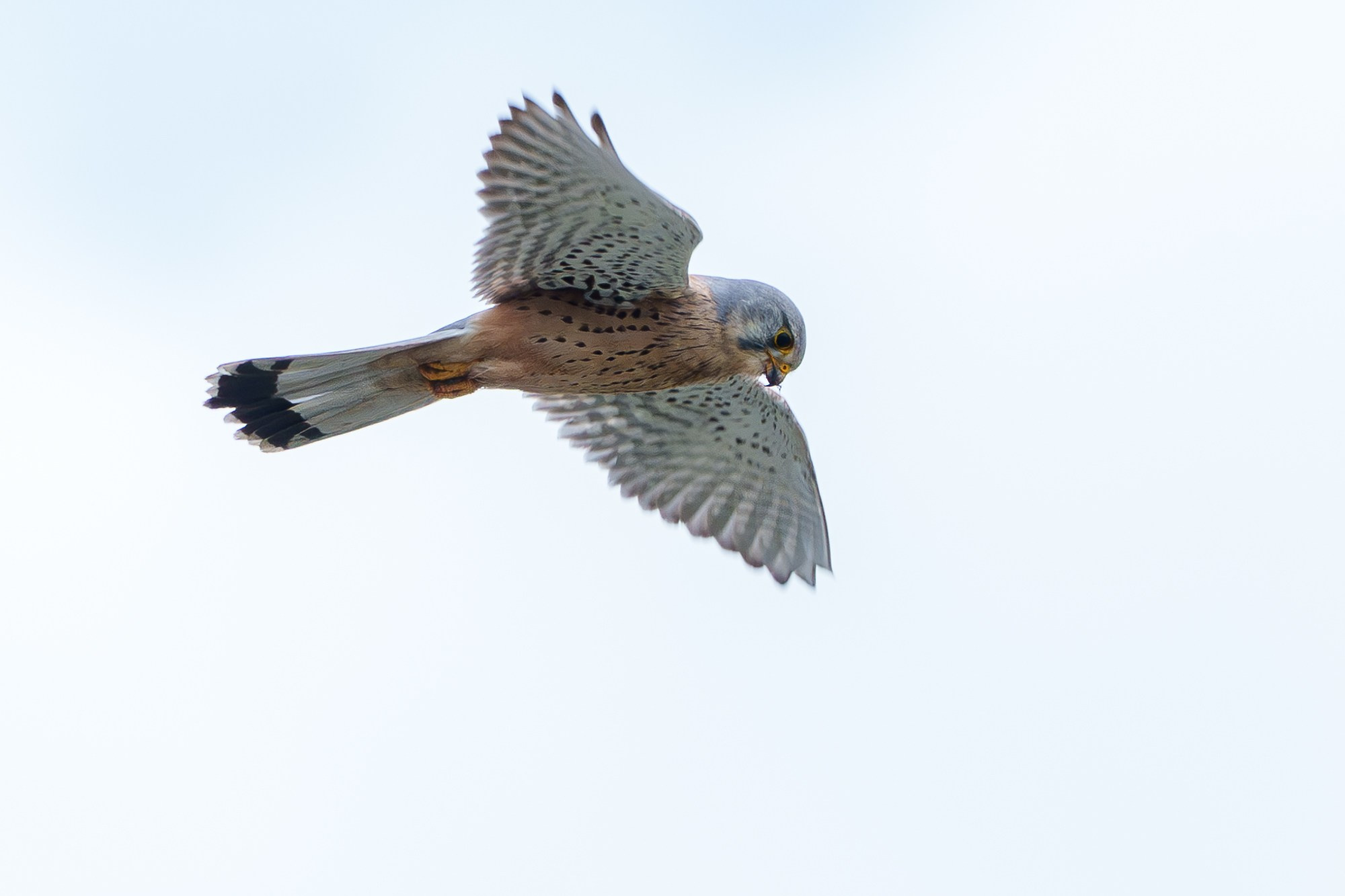 Удивительные мир птиц. Вокруг нас столько прекрасного — присмотритесь!. Ваш личный фотограф Марина Волкова