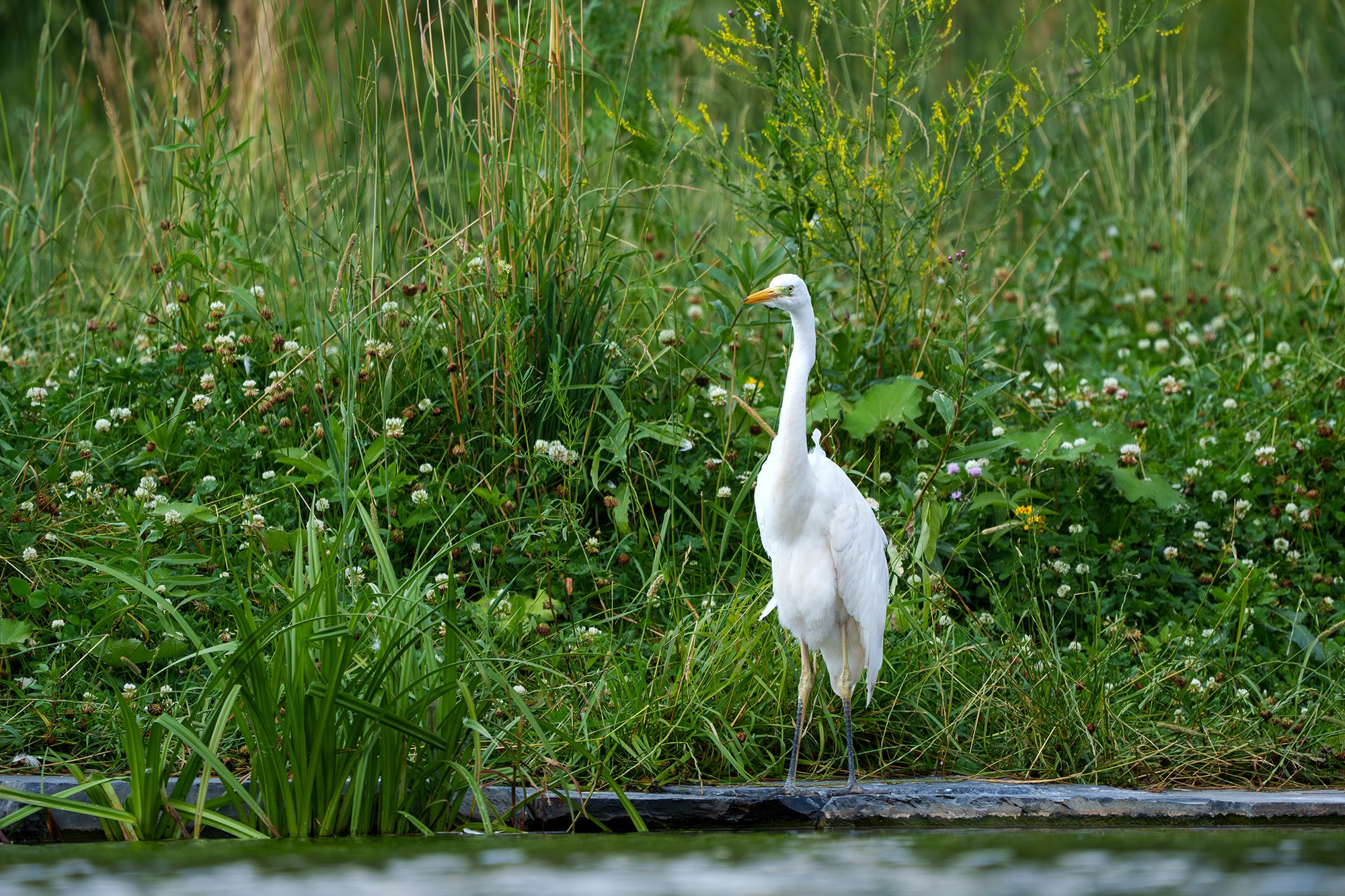 Удивительные мир птиц. Вокруг нас столько прекрасного — присмотритесь!. Ваш личный фотограф Марина Волкова