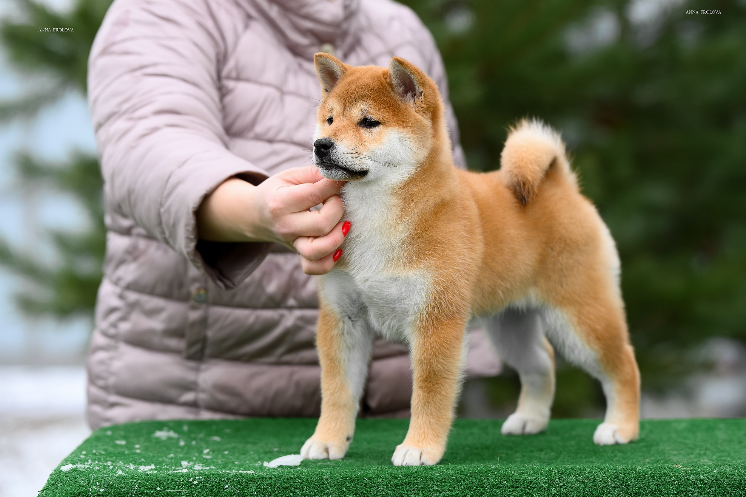 SHIBA. SHIOMARU Shiba and Akita Inu Kennel