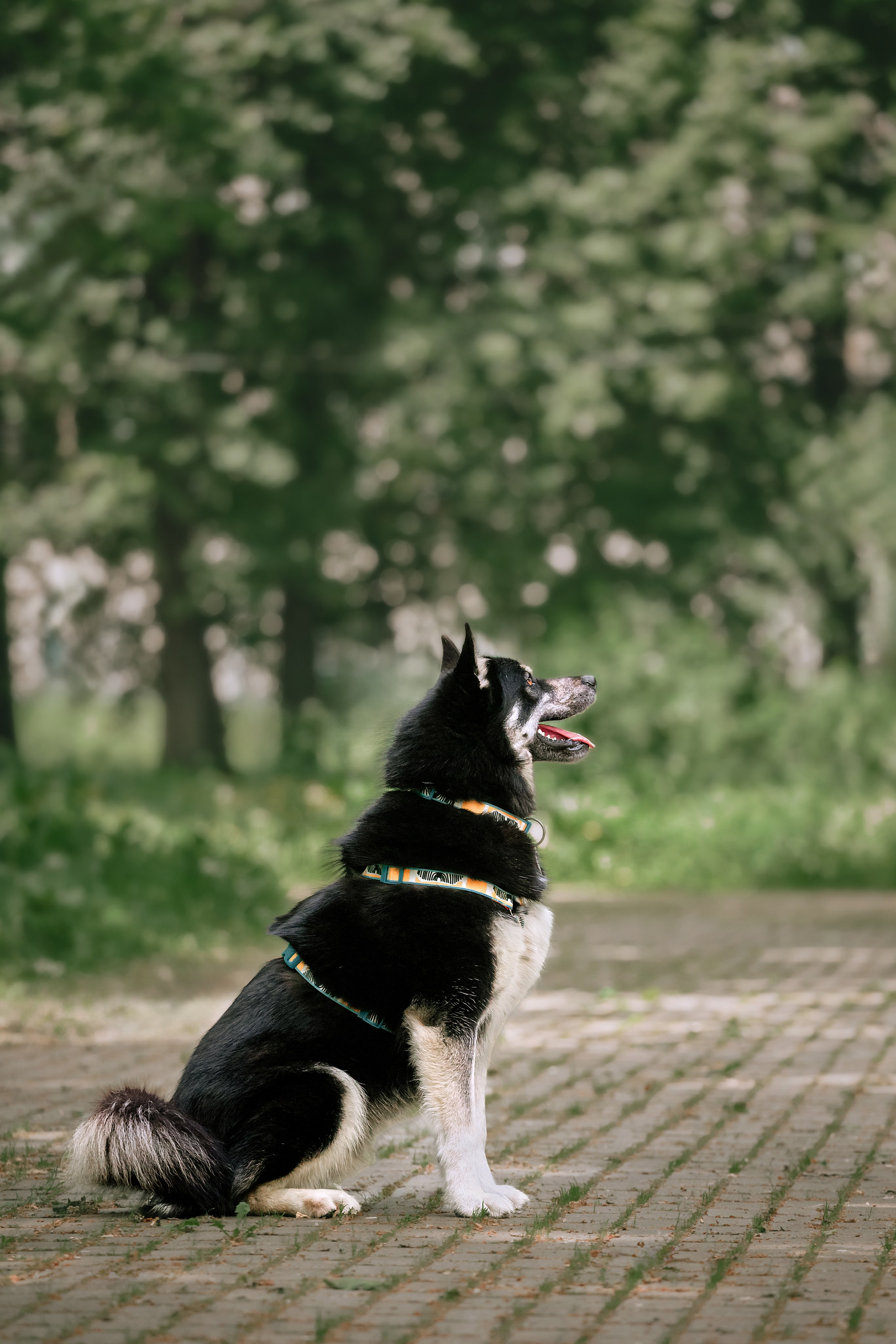 Собаки из приюта Дубовая роща лето 2025. Фотограф-анималист Татьяна Степанова