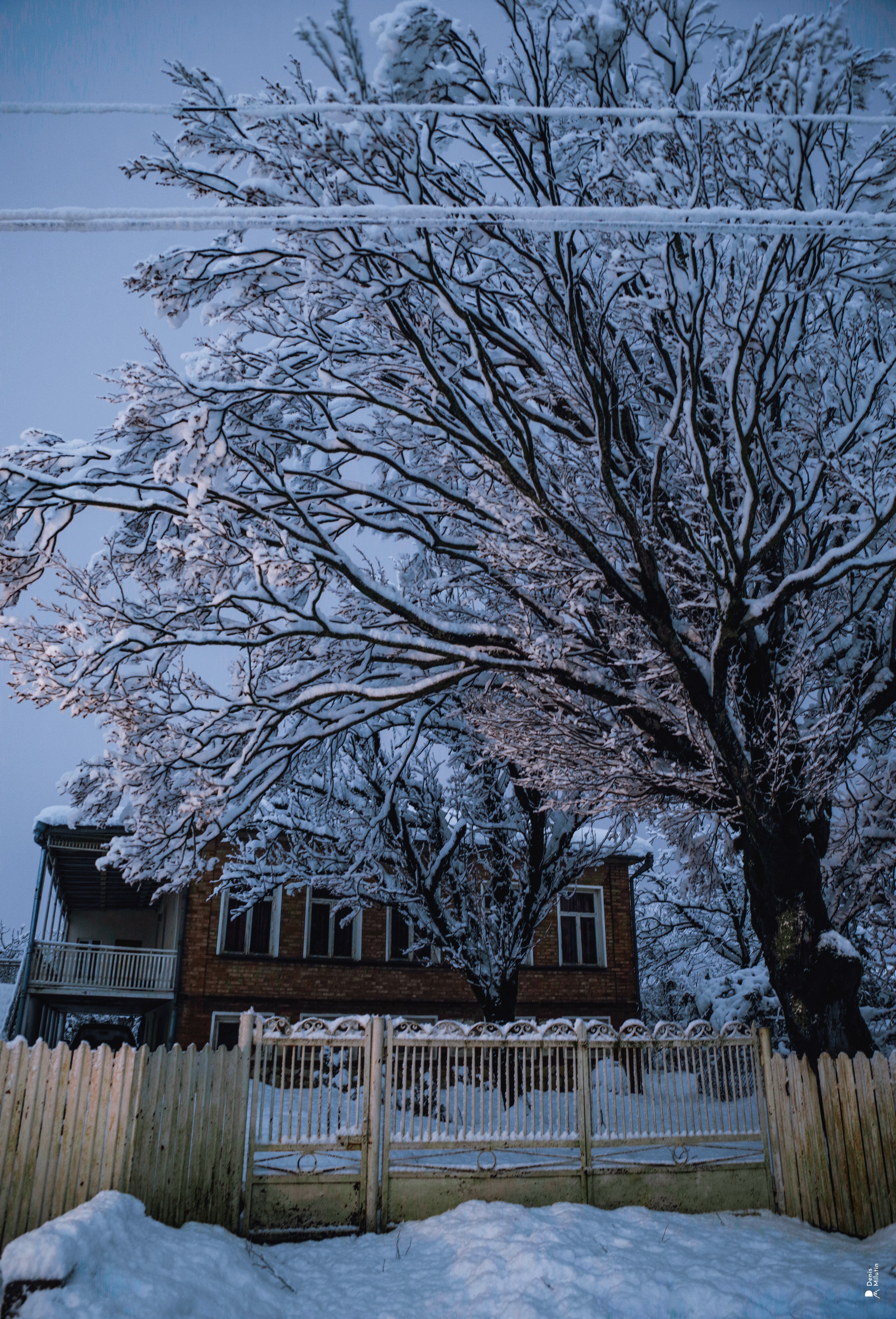 Спящий Менджи зимой. Портретный фотограф Денис Милютин