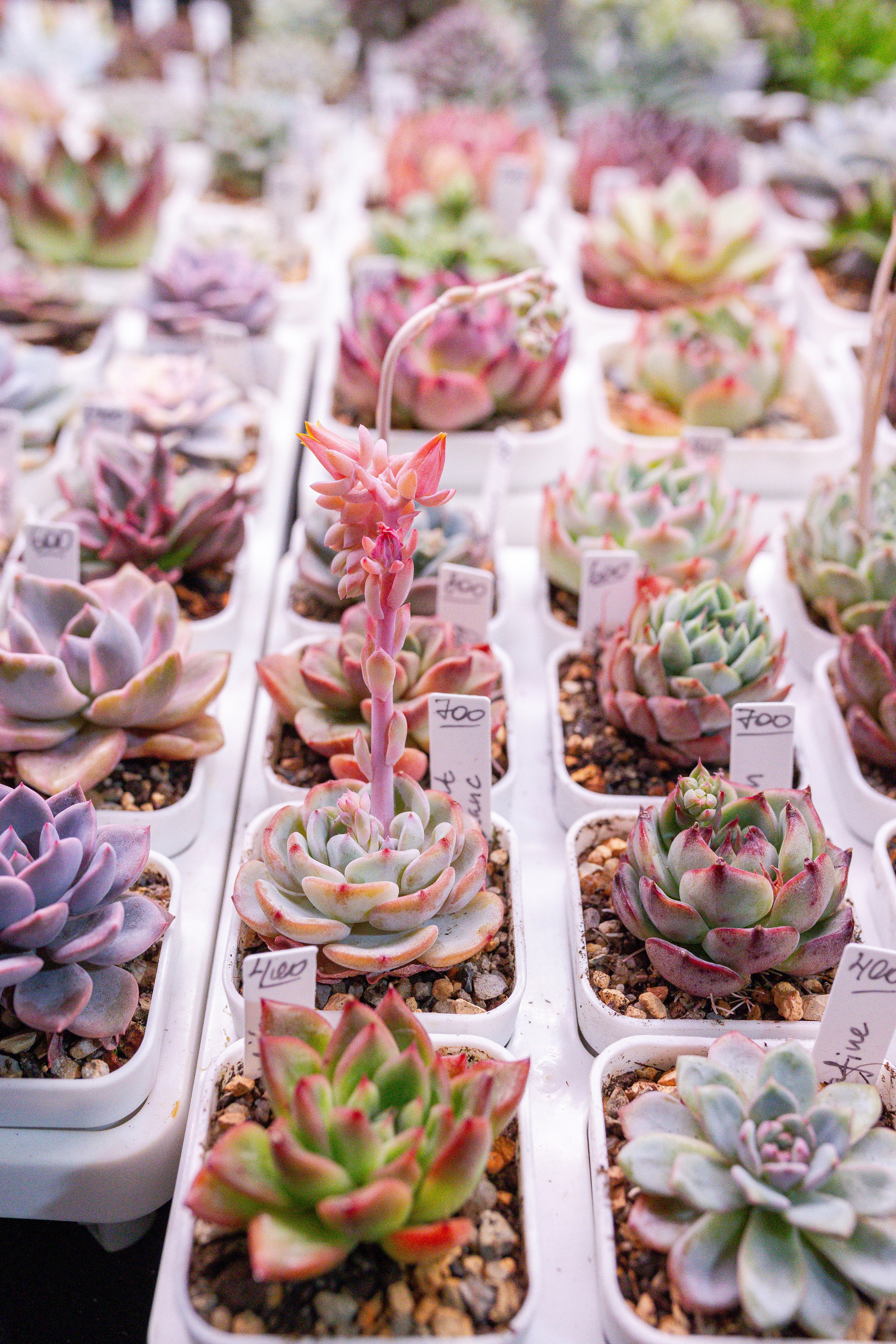 Кактус Фест. Александра Куликова фотограф, Москва