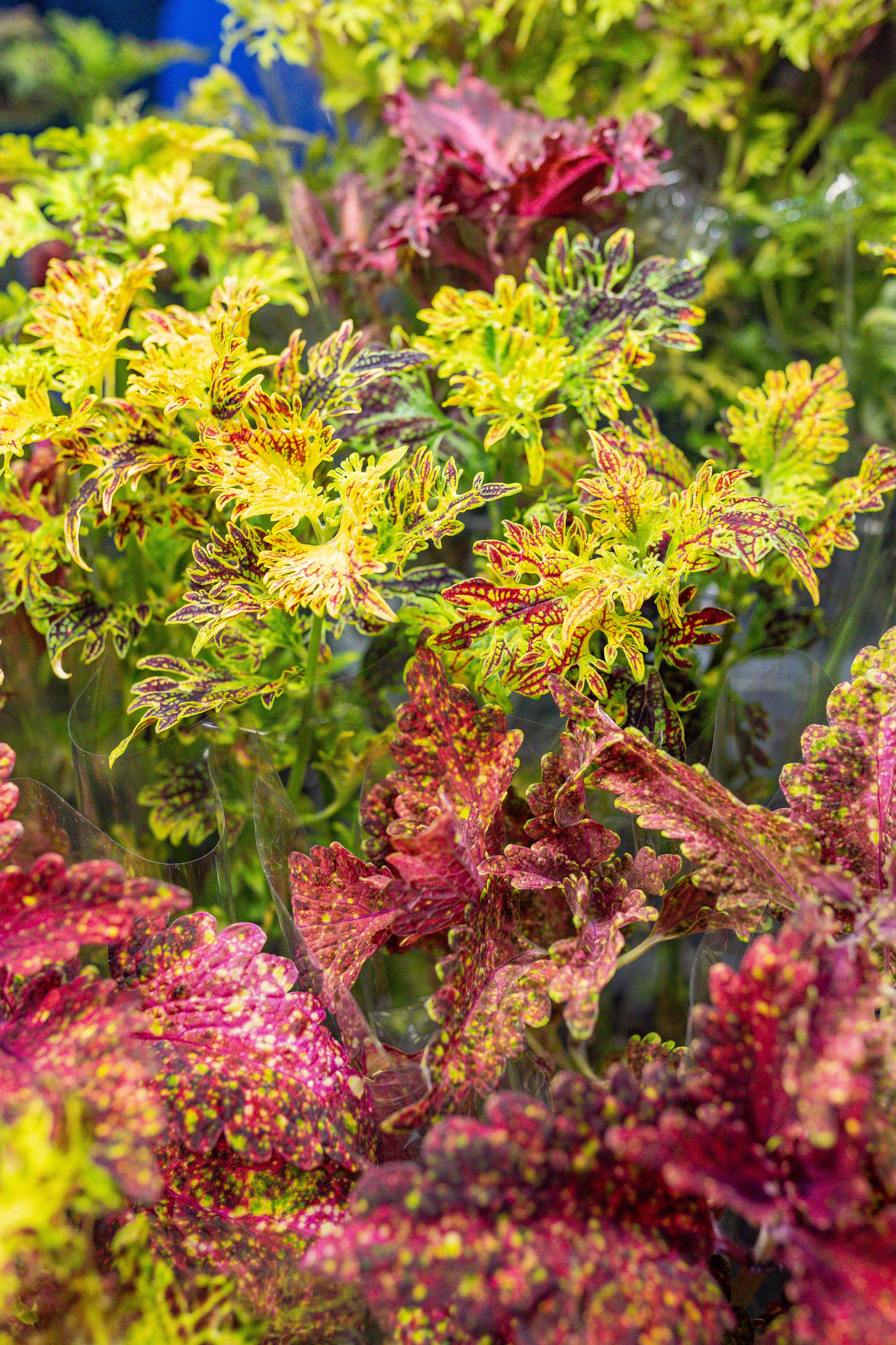 Монстериум апрель 2026. Александра Куликова фотограф, Москва