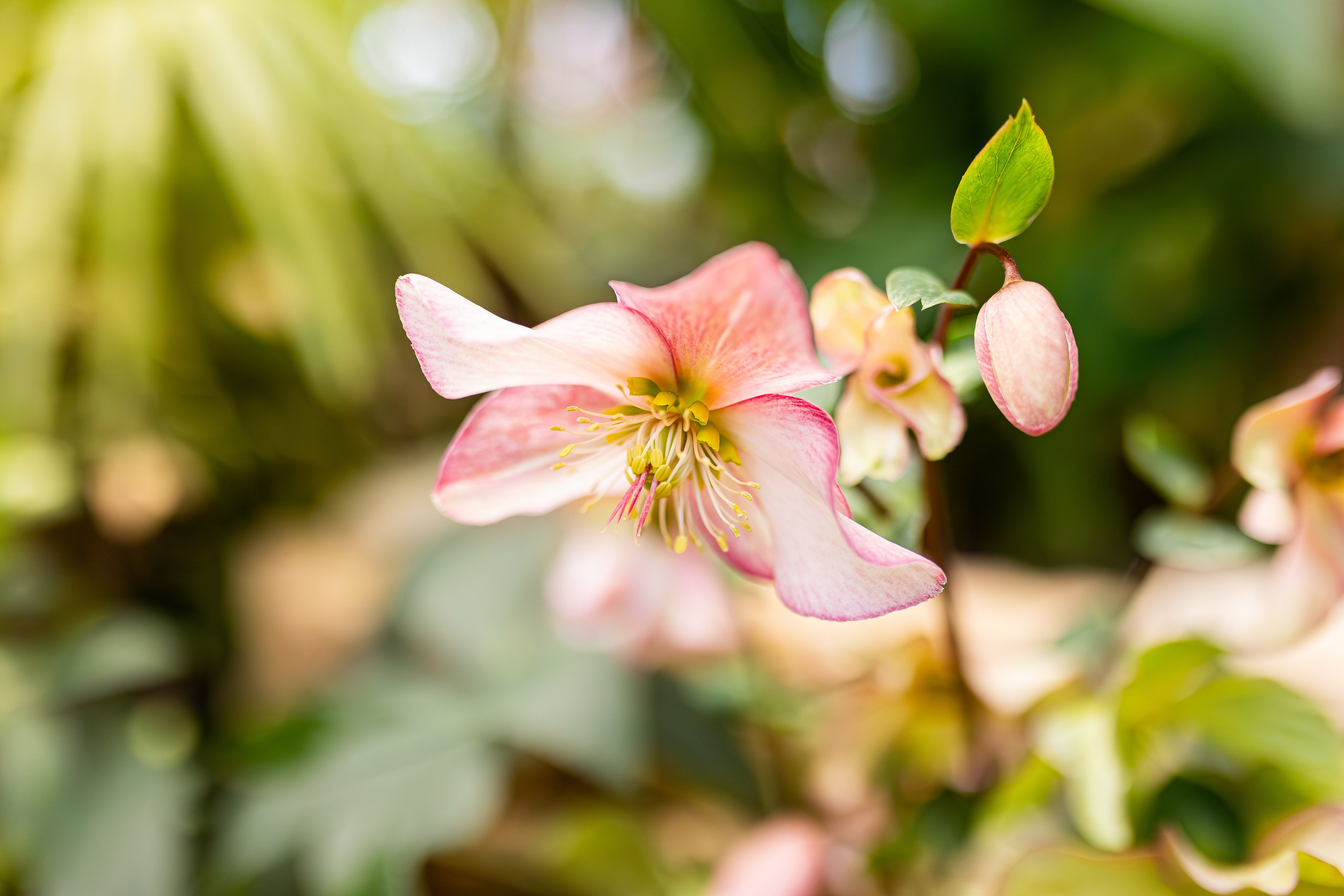 Аптекарский огород МГУ. Китай. Александра Куликова фотограф, Москва