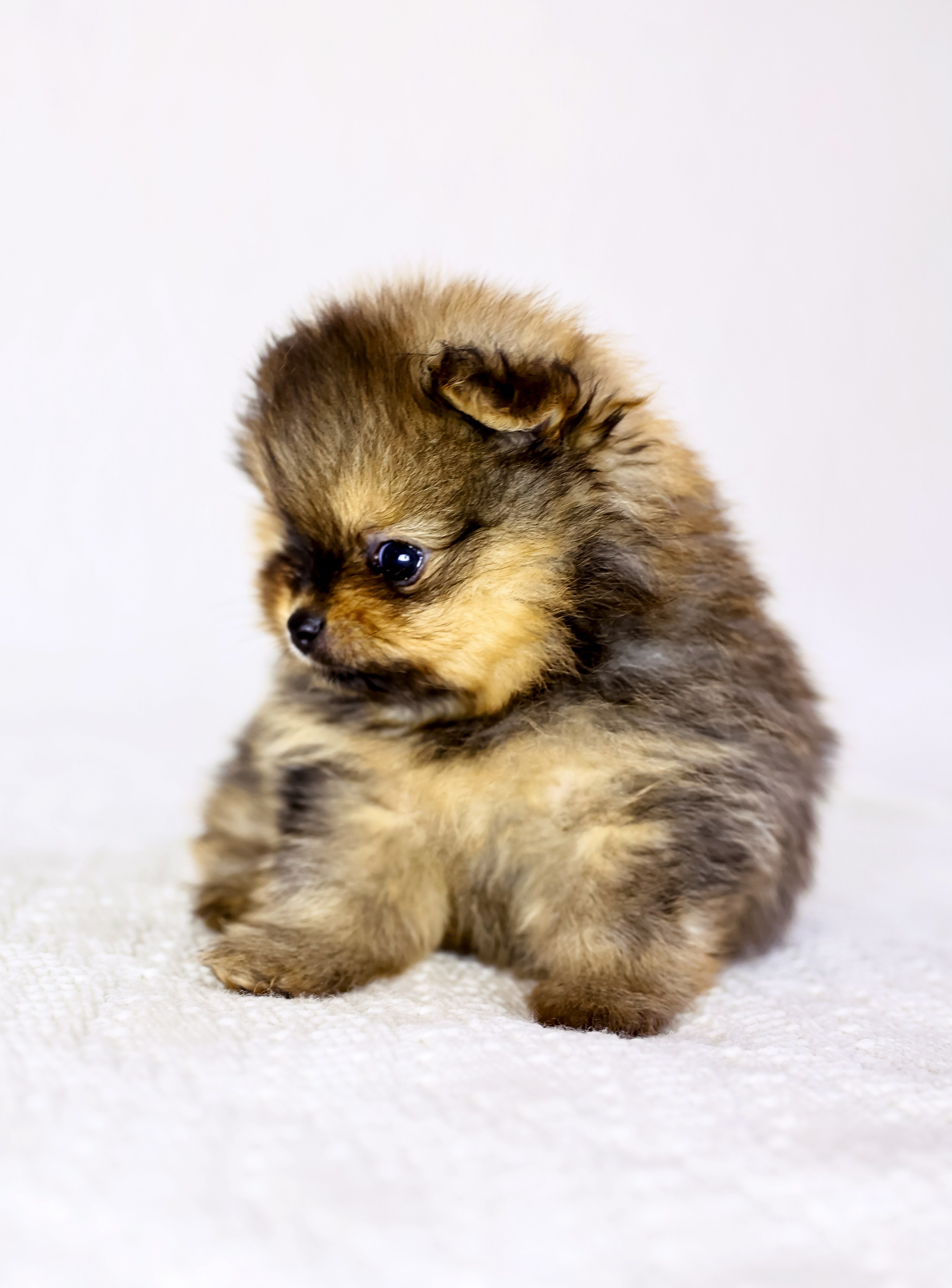 Фотосессия щенков шпицев. Фотограф — Татьяна Кириллова, г. Санкт-Петербург