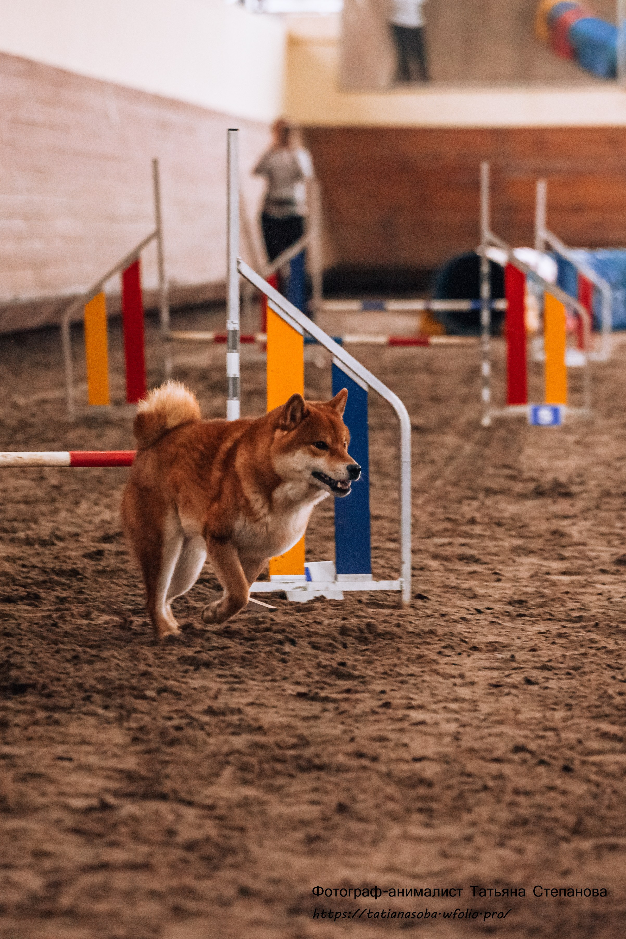 Соревнования по Аджилити 25.02.2024. Фотограф-анималист Татьяна Степанова