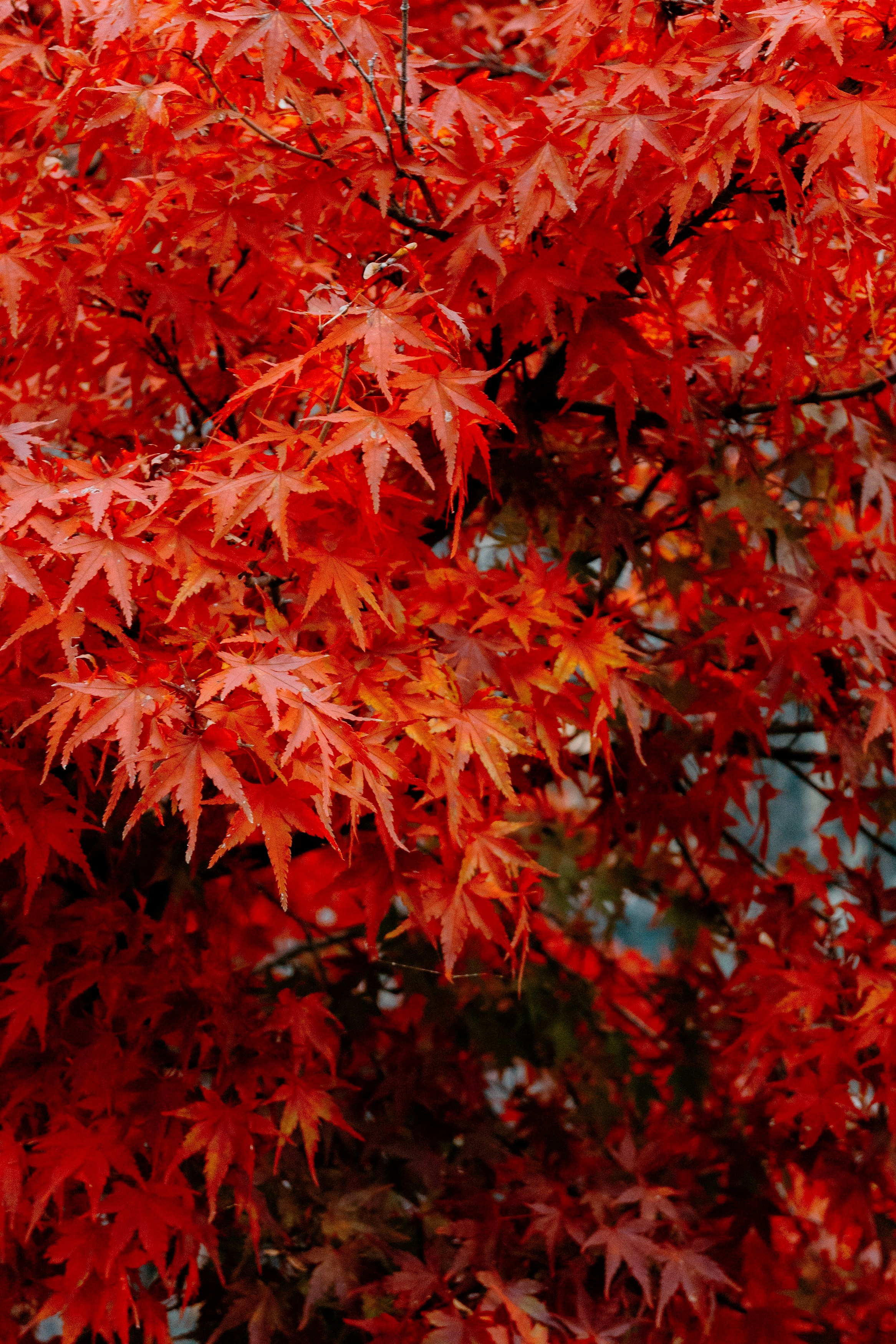 Japan village street. Iraogo
