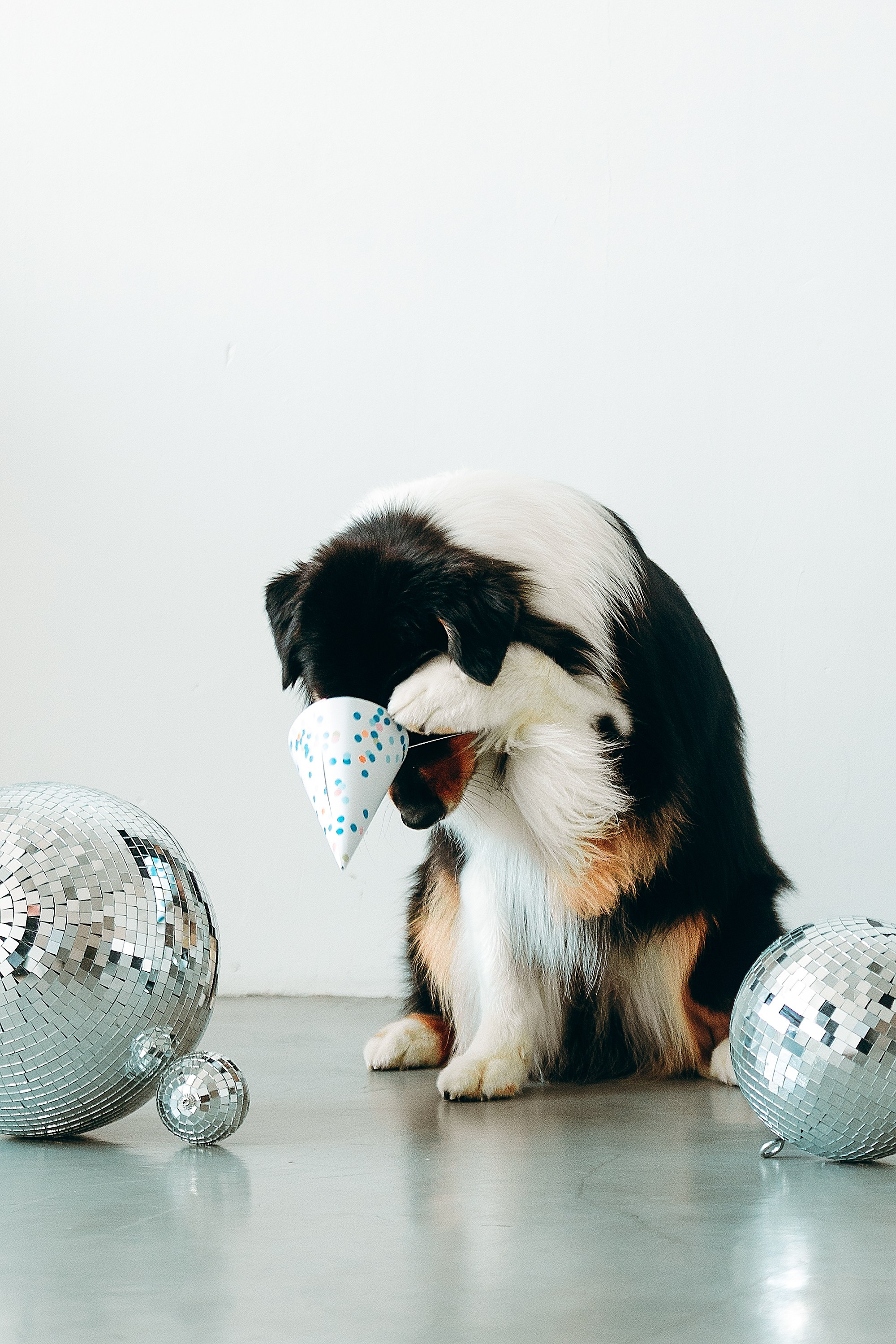 День рождения Рея. Фотограф. Фотограф-анималист. Москва