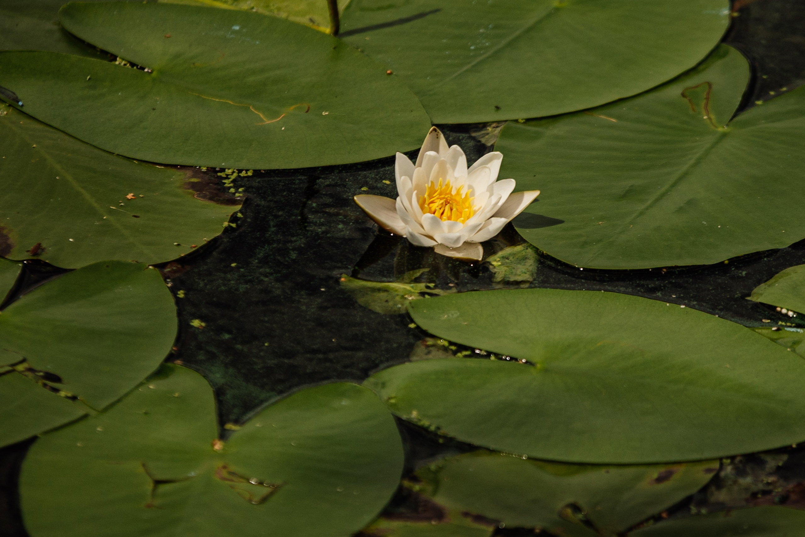 Яхт Клуб PROyachting. Регата. Репортажный фотограф. Москва. Алина Ланская