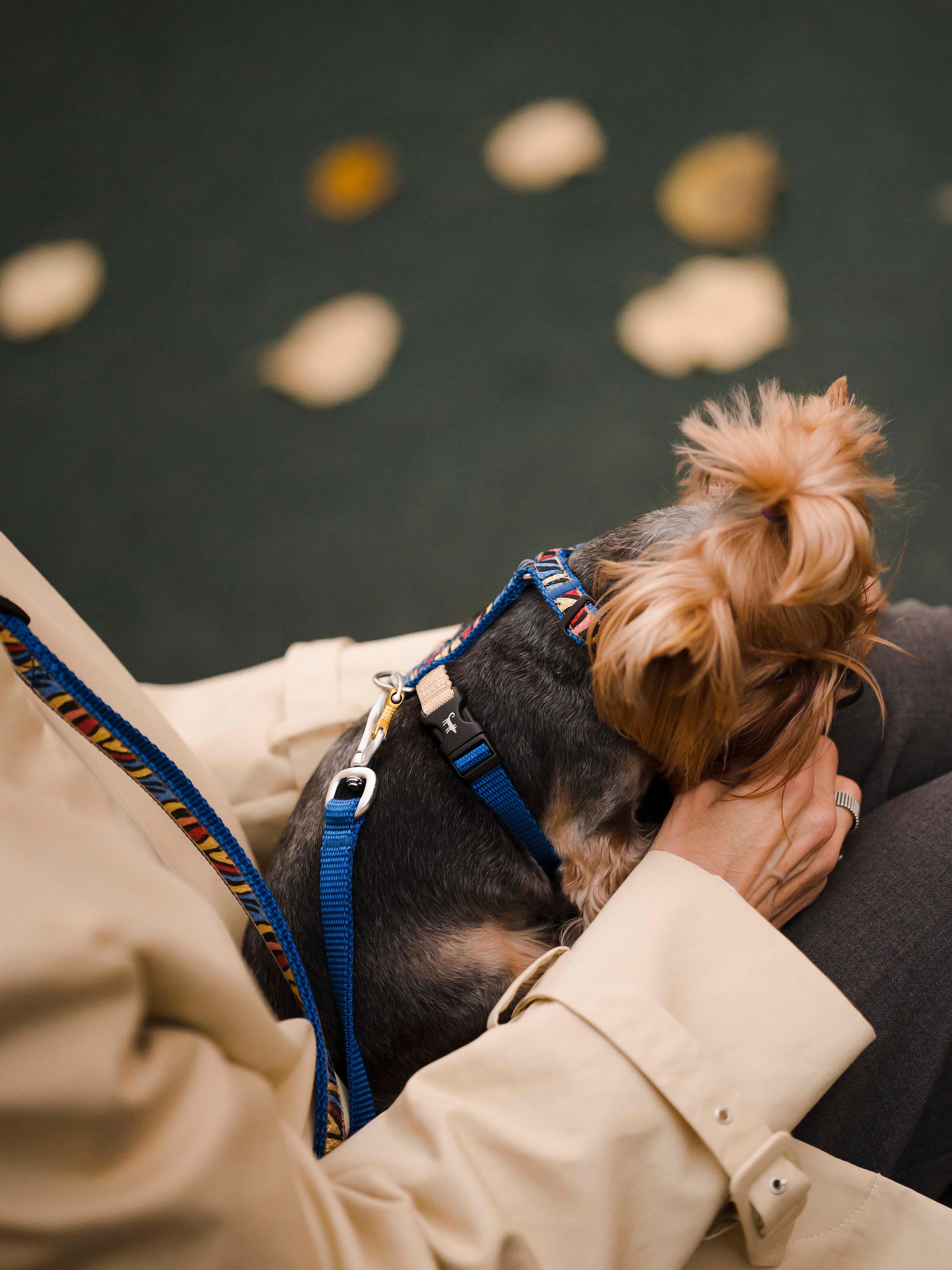 Шарик дог. Фотограф- анималист Александра Матвеева