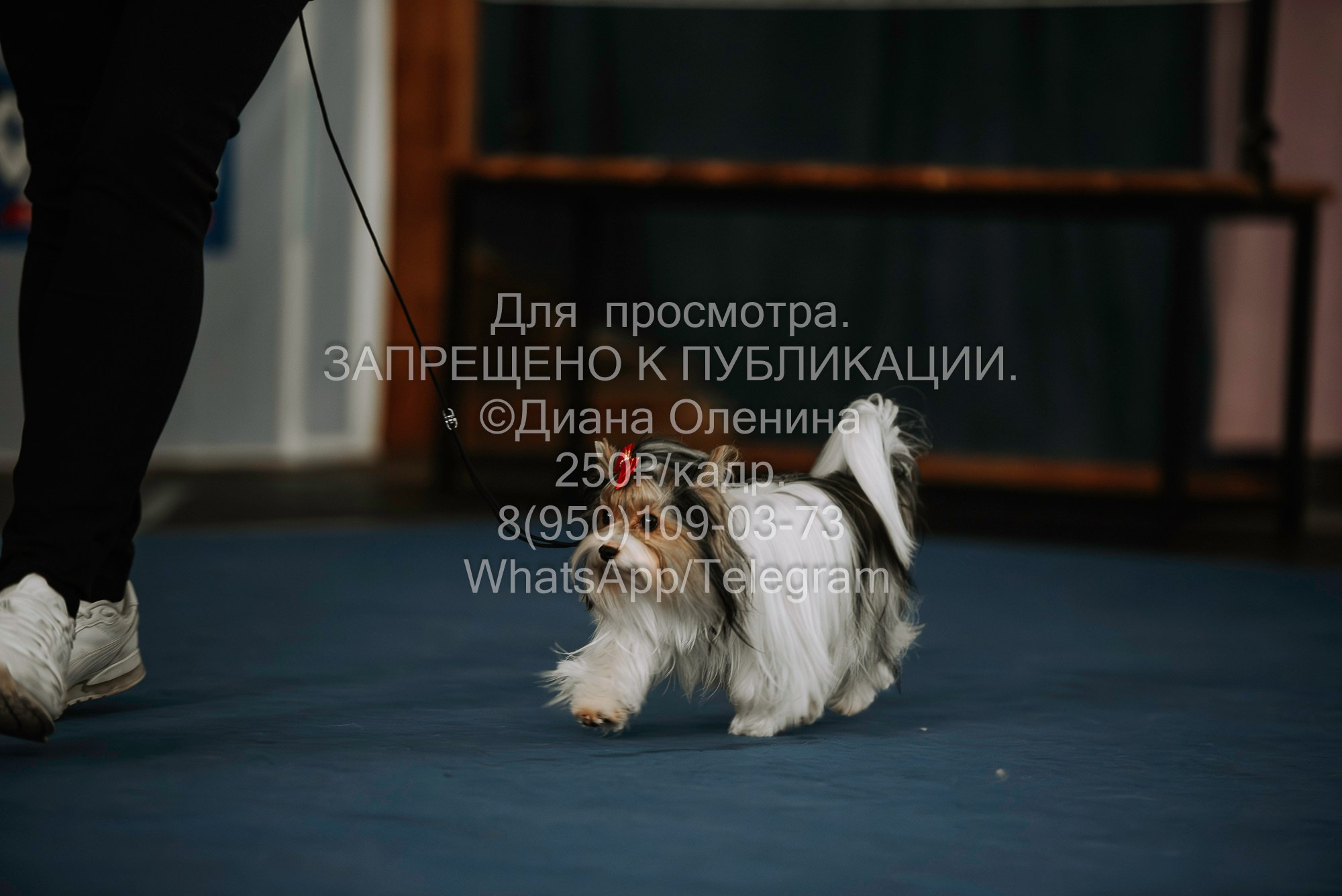 Выставка собак Красноярск 29.10.2023. Фотограф Диана Оленина Красноярск / Братск