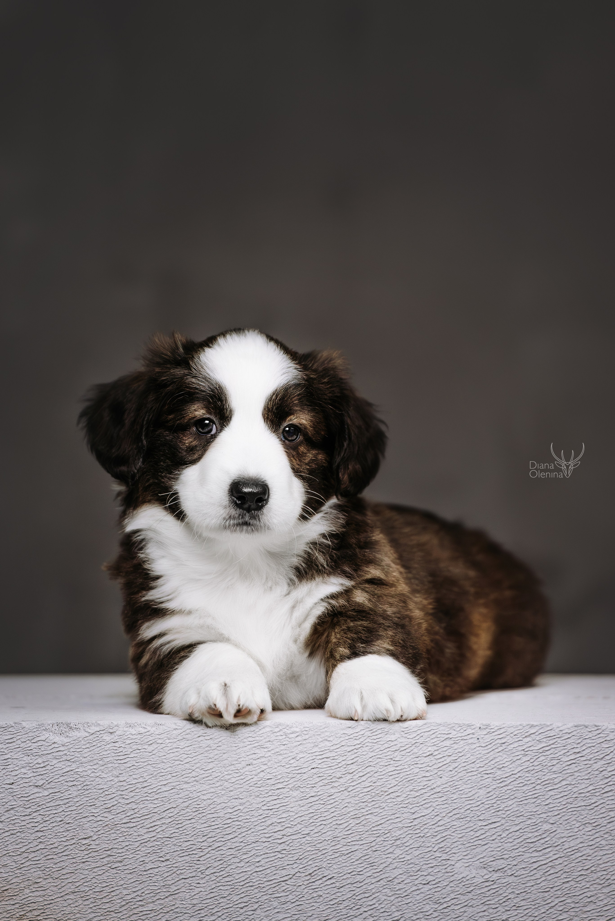 Помет Вельш Корги Кардиган. Фотограф Диана Оленина Красноярск / Братск