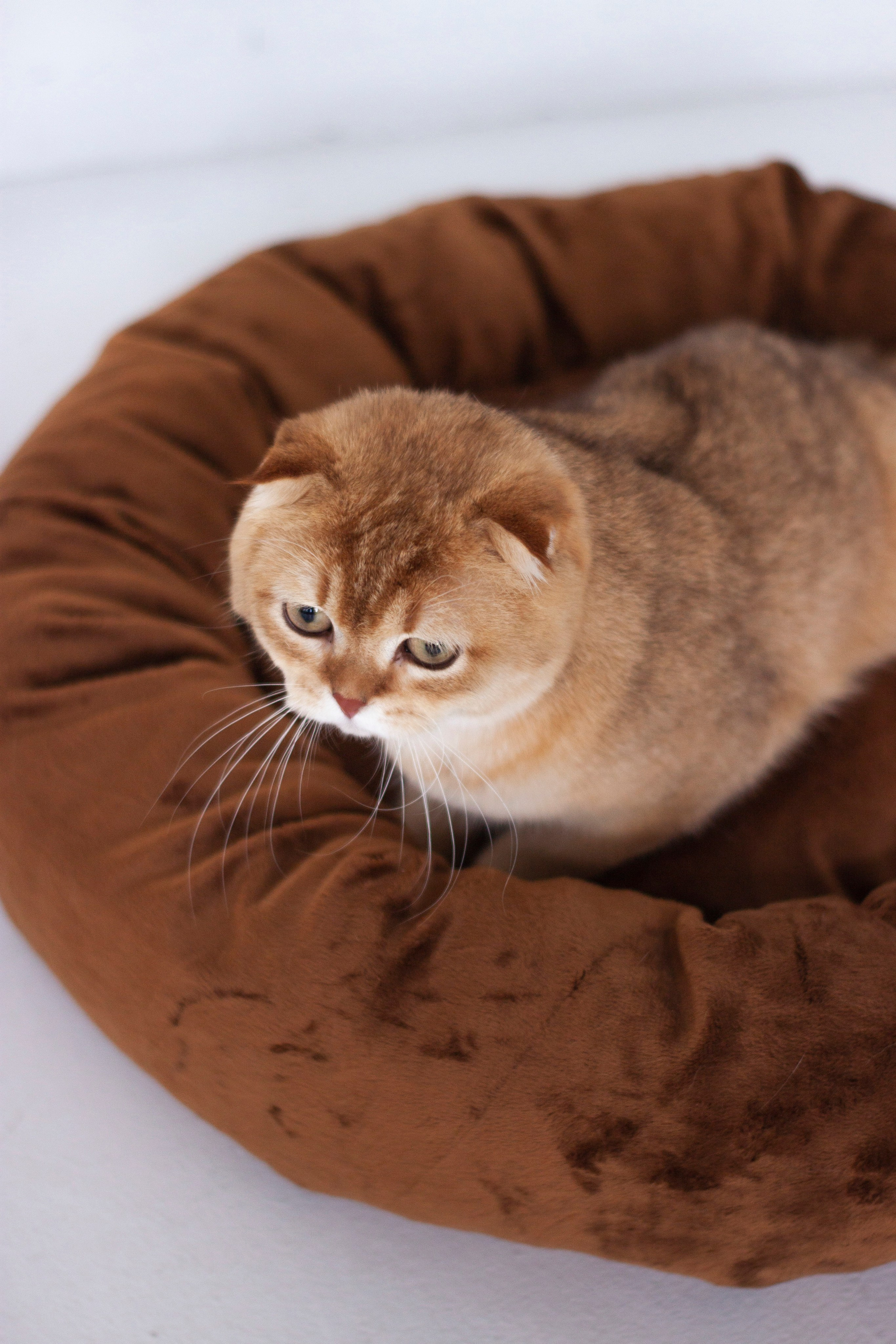 Работа с Tommy cat. Oksan_photo