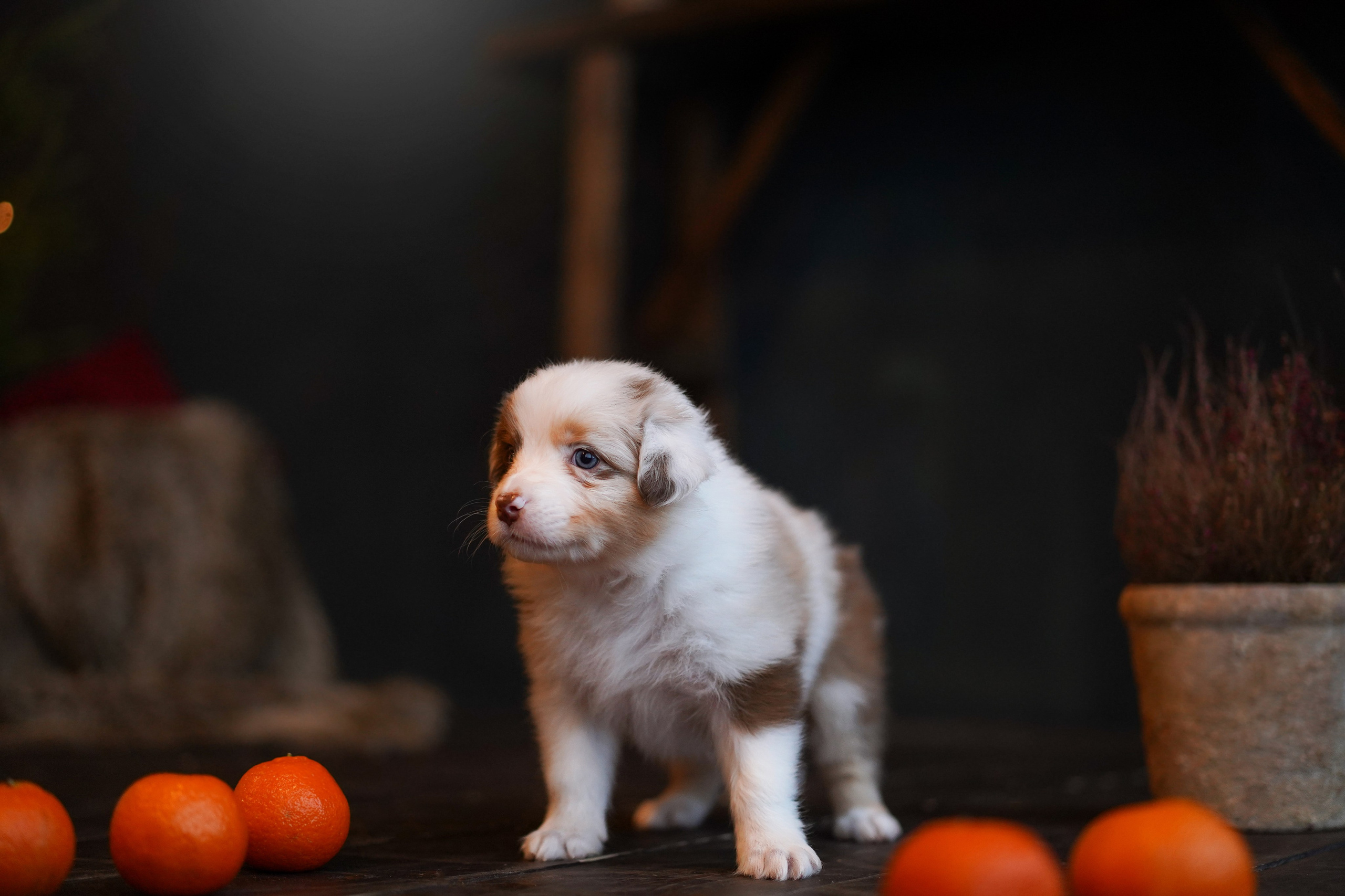 Щенки австралийской овчарки. Фотограф-анималист в Санкт-Петербурге Яна Мартынова