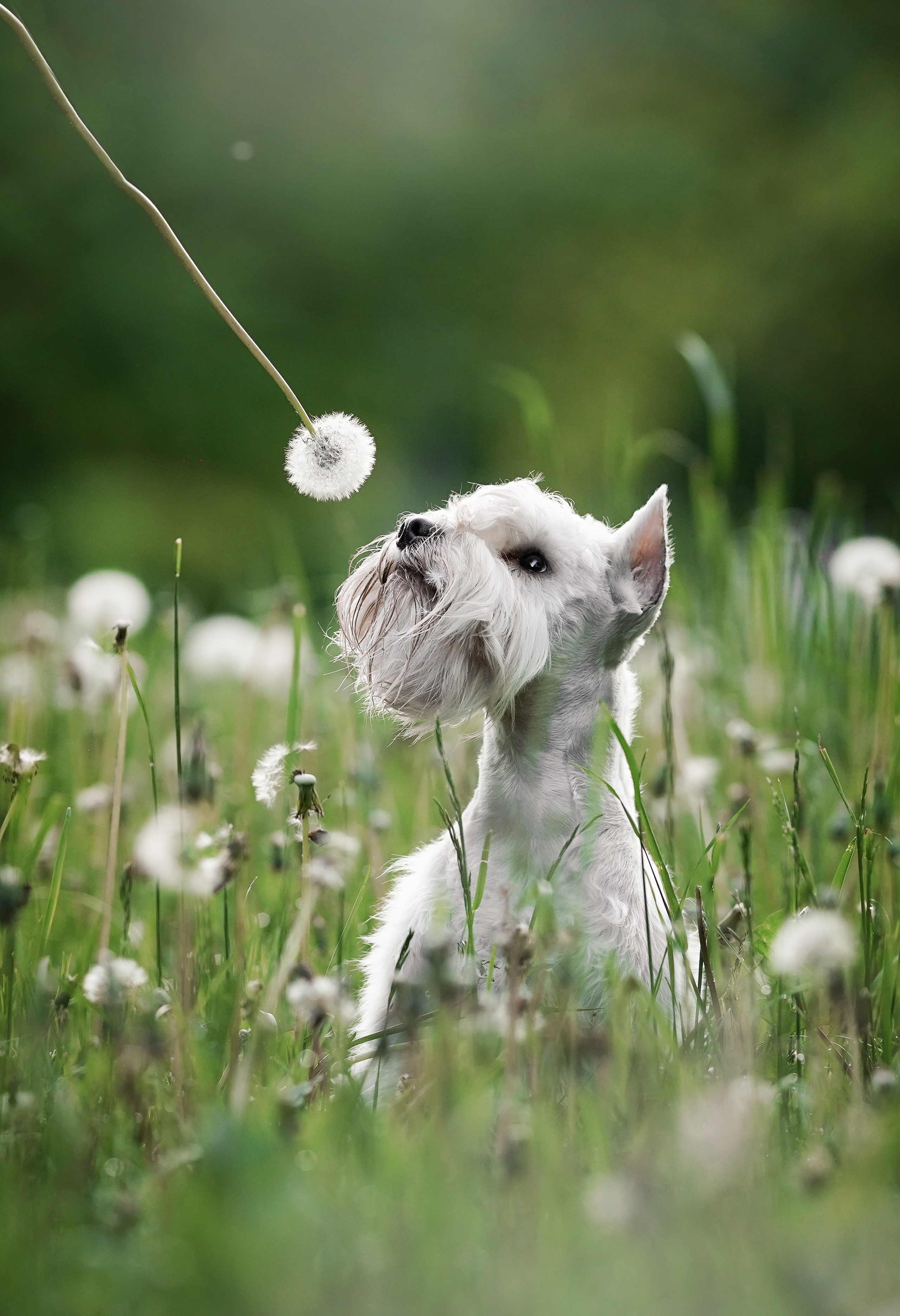 Оля и Доминик. Фотограф-анималист в Санкт-Петербурге Яна Мартынова