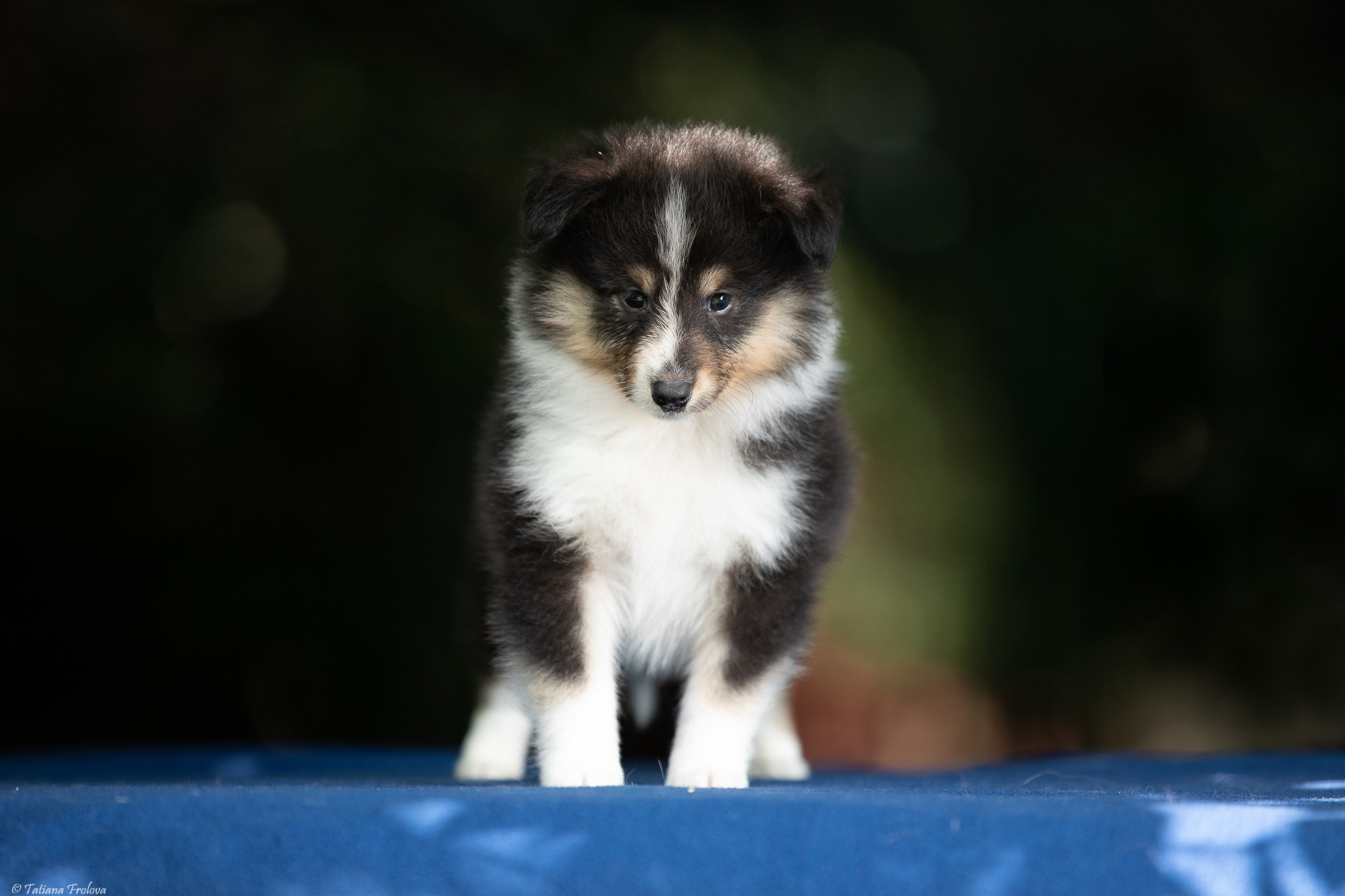 Фото помета щенков для продажи. Фотограф-анималист в Москве и Московской области Татьяна Фролова