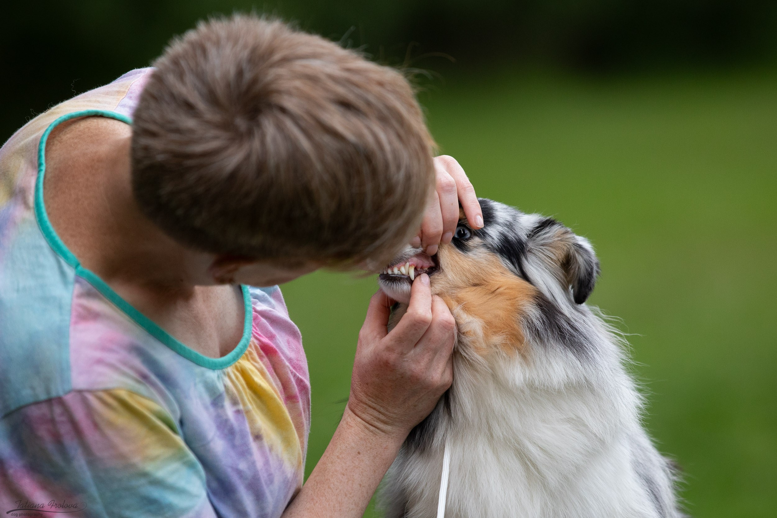 Репортаж с выводки молодняка колли/шелти в Ясенево. Фотограф-анималист в Москве и Московской области Татьяна Фролова