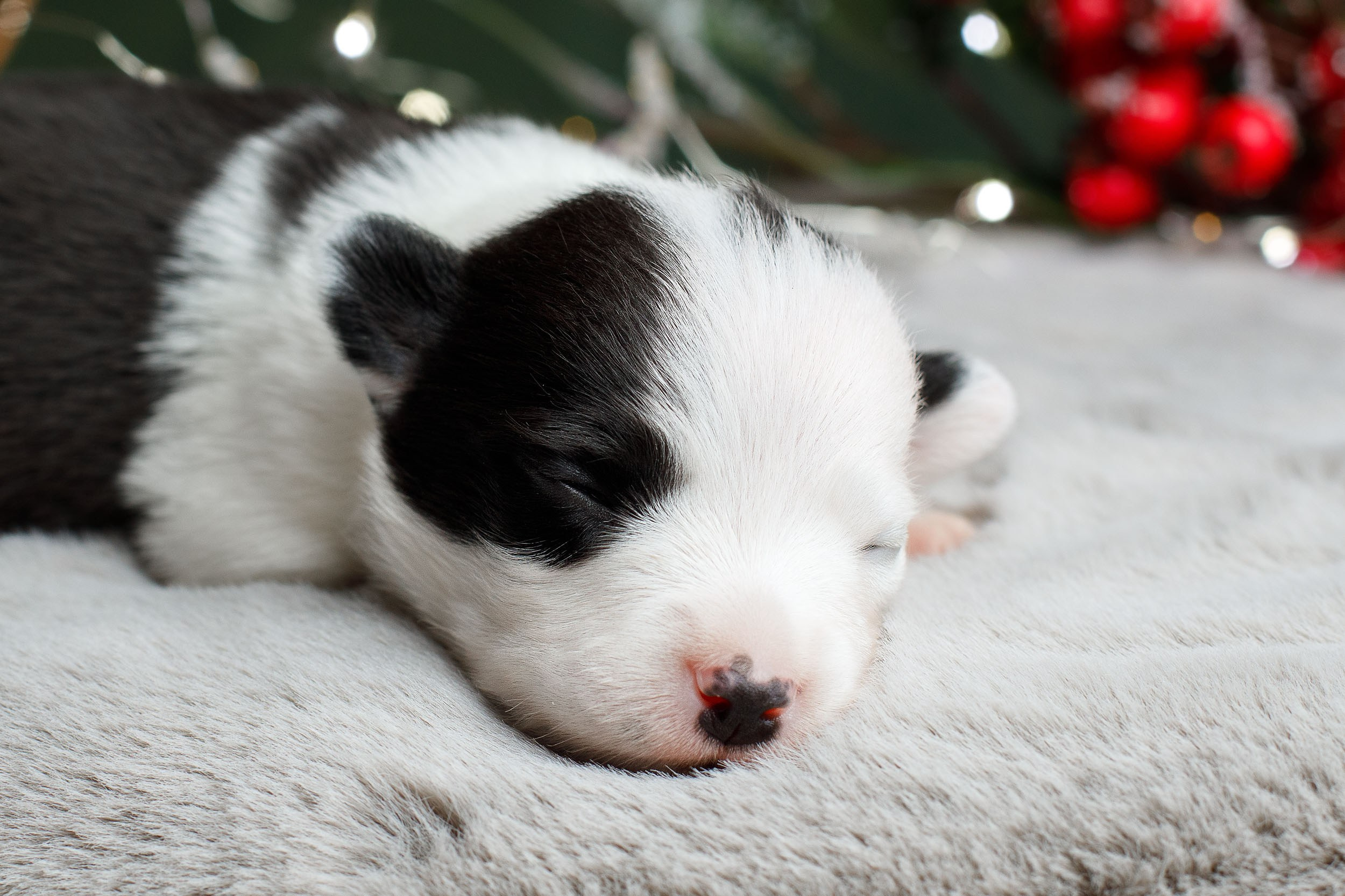 Студийная ньюборн съемка помета бордер-колли. Фотограф-анималист в Москве и Московской области Татьяна Фролова