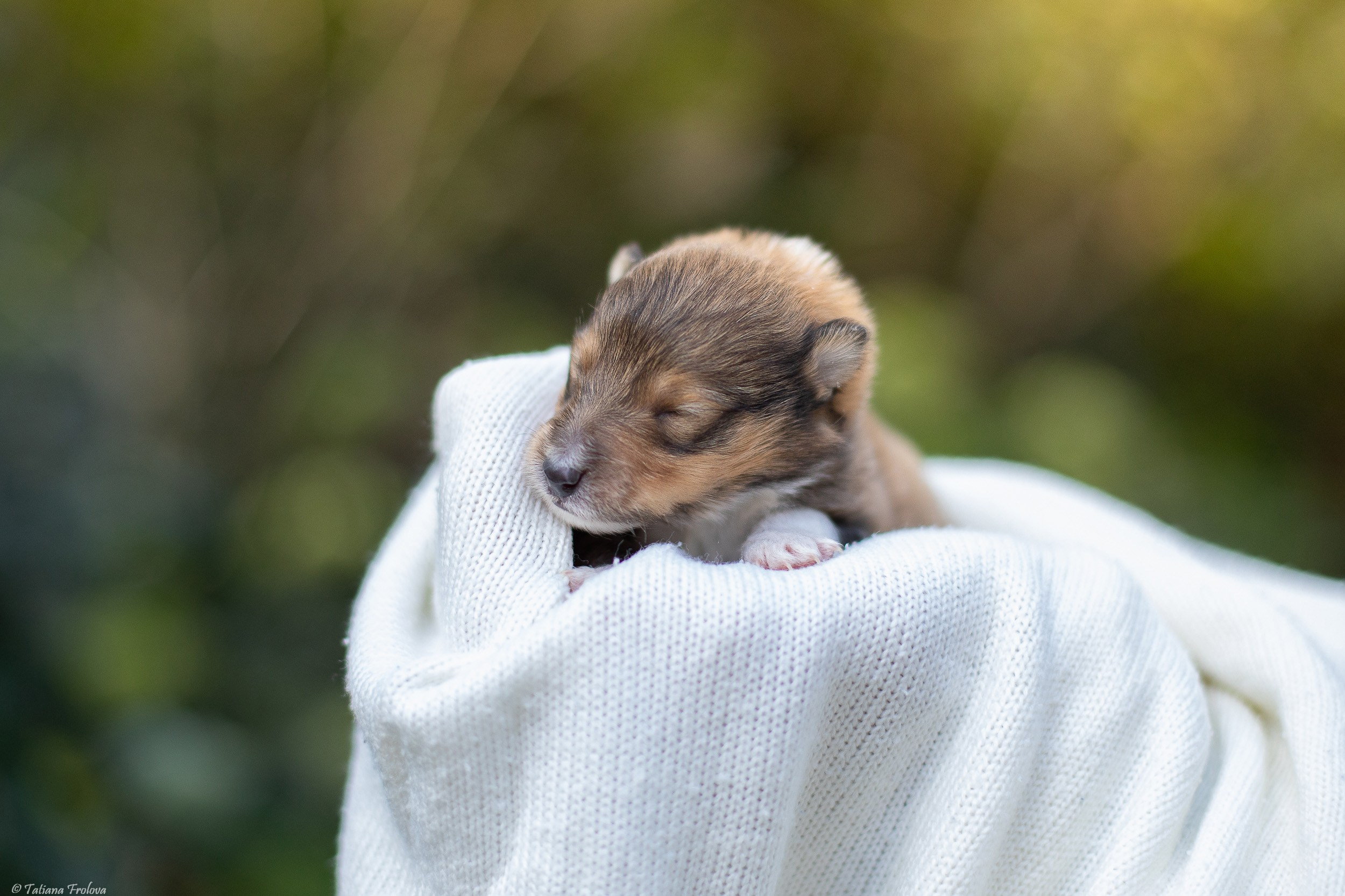 Ньюборн съемка щенков. Фотограф-анималист в Москве и Московской области Татьяна Фролова