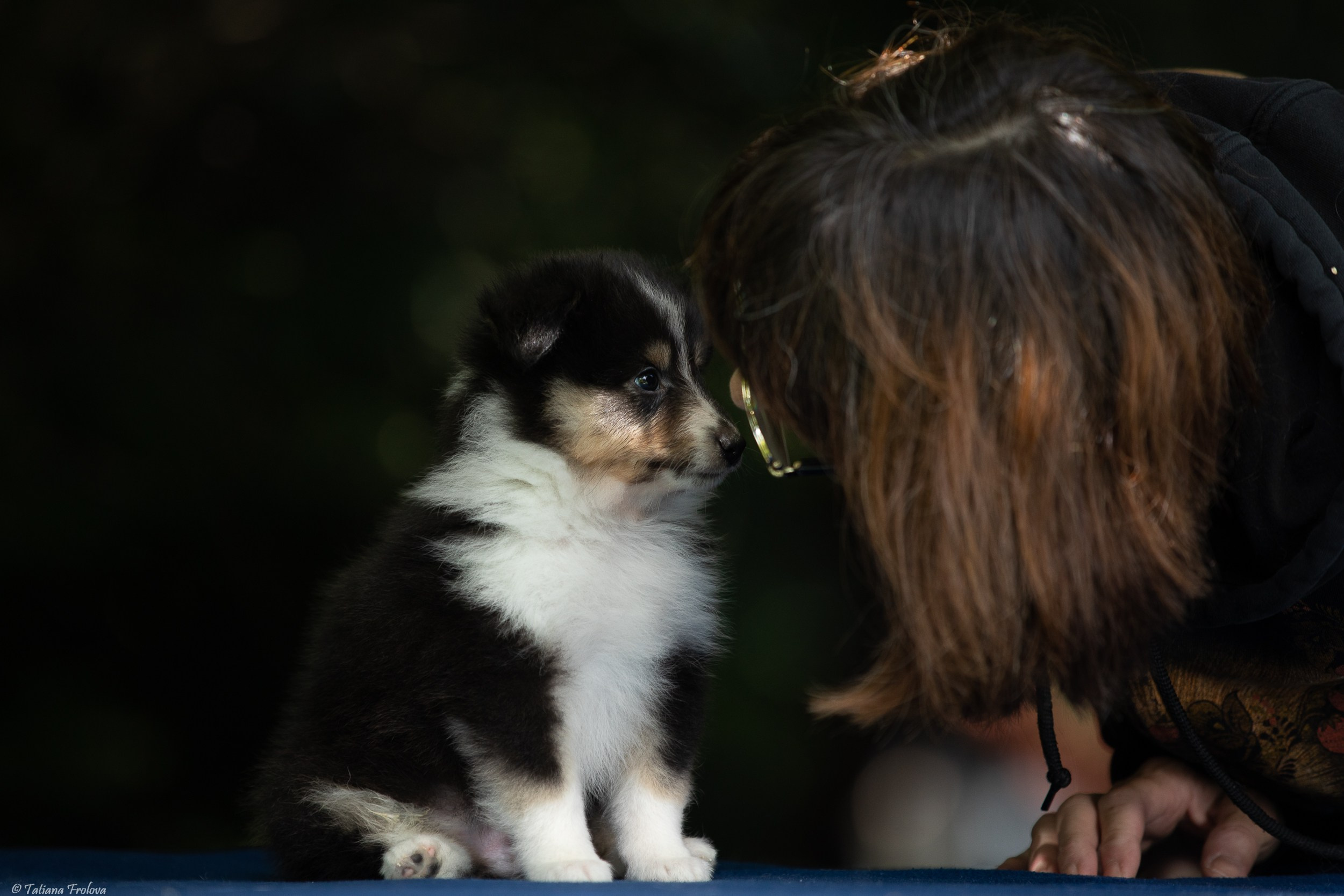 Фото помета щенков для продажи. Фотограф-анималист в Москве и Московской области Татьяна Фролова