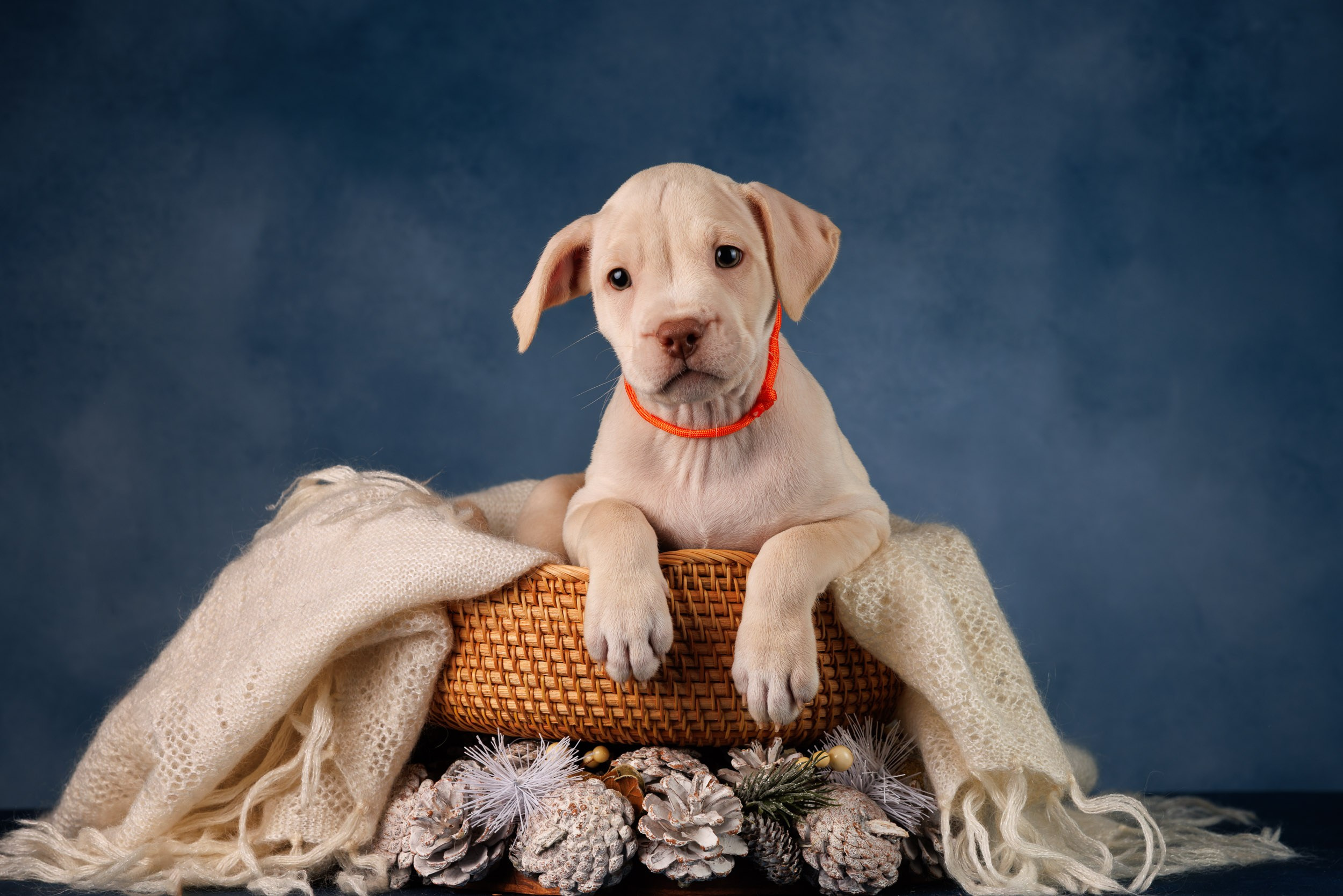 Съемка щенков АПБТ. Фотограф-анималист в Москве и Московской области Татьяна Фролова