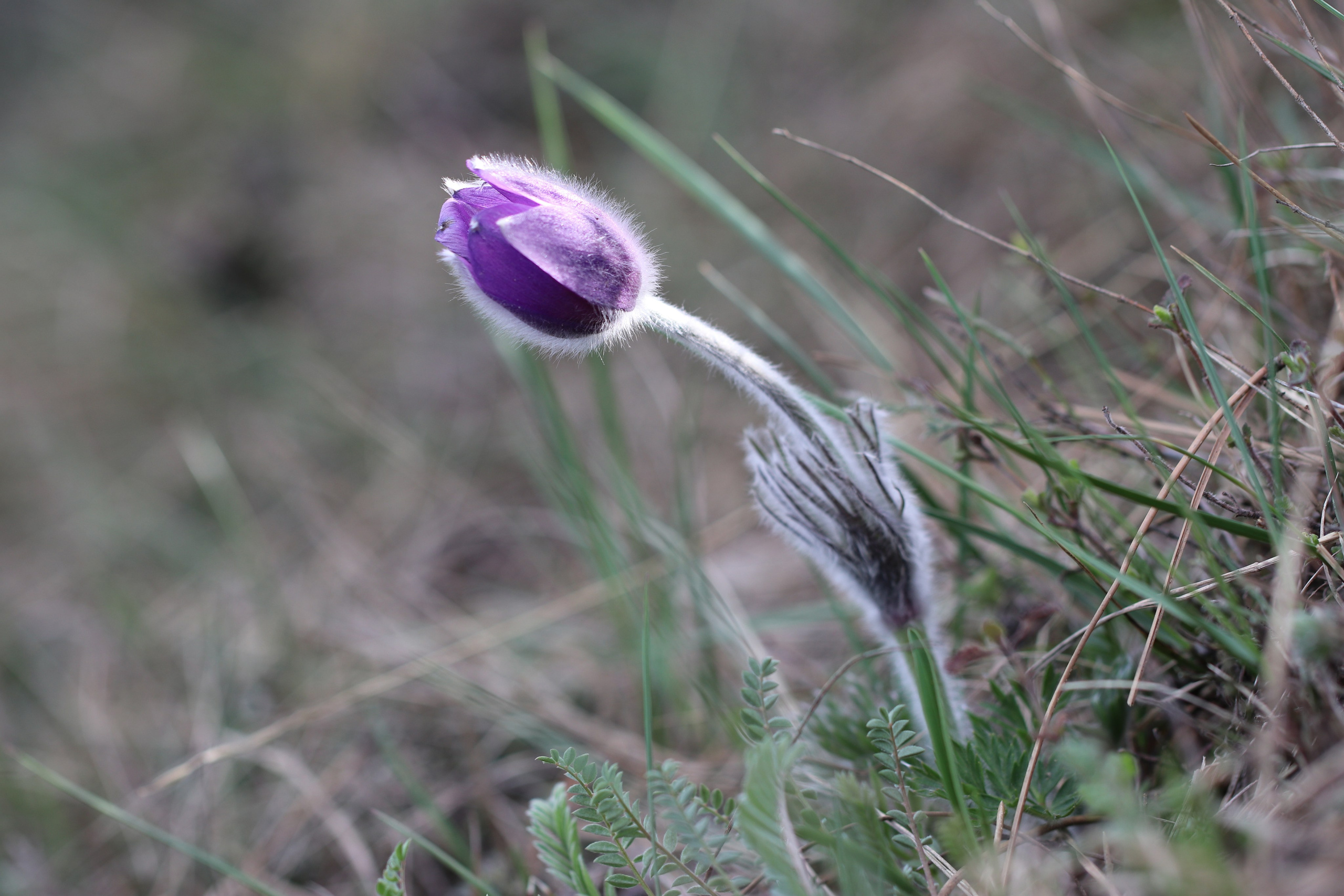Крым. ЮБК (Бахчисарай, Кастрополь, Таракташская тропа). Май 2021. Путешественник-фотограф из Санкт-Петербурга Татьяна Свистулина