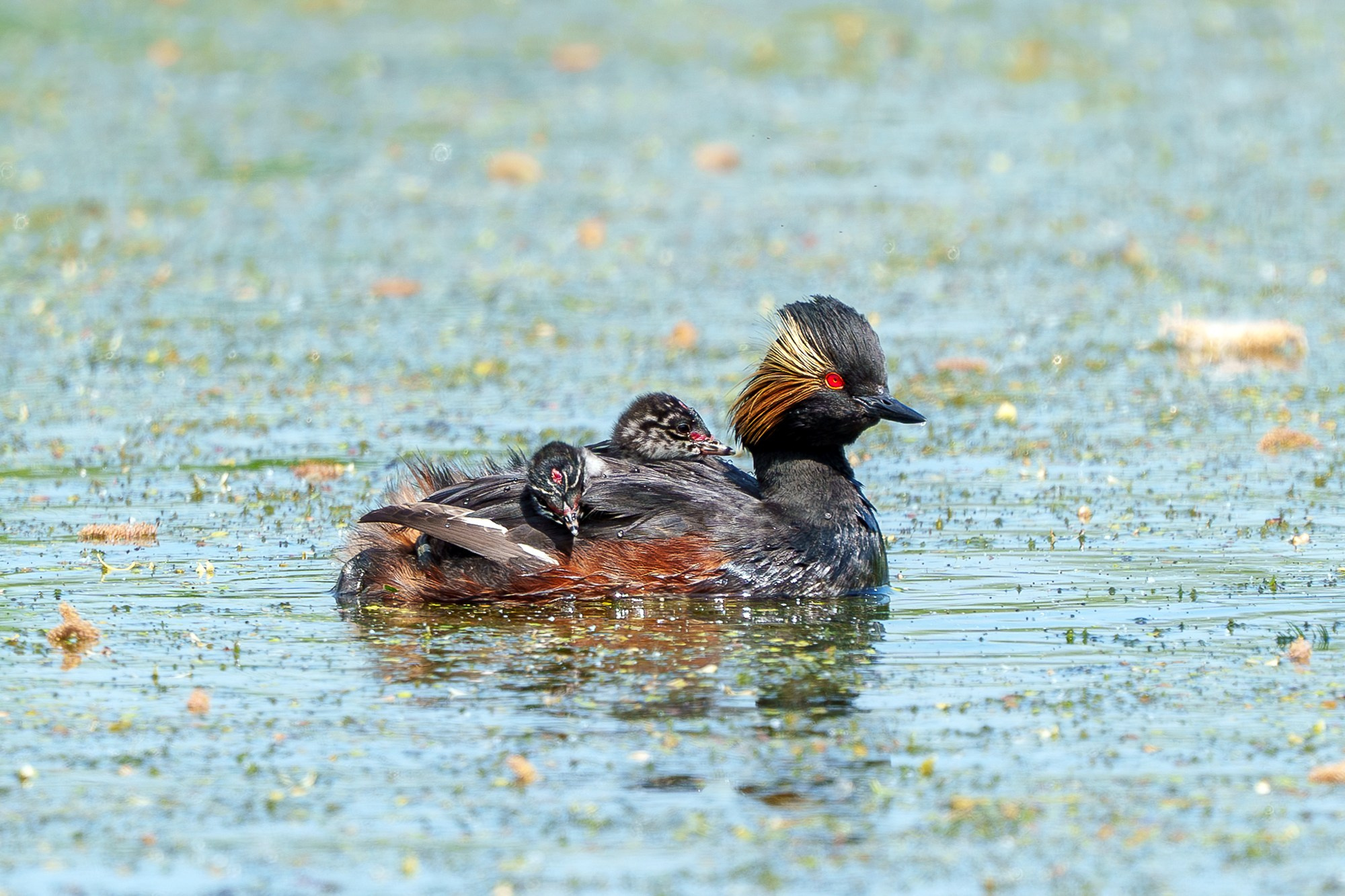 Удивительные мир птиц. Вокруг нас столько прекрасного — присмотритесь!. Ваш личный фотограф Марина Волкова