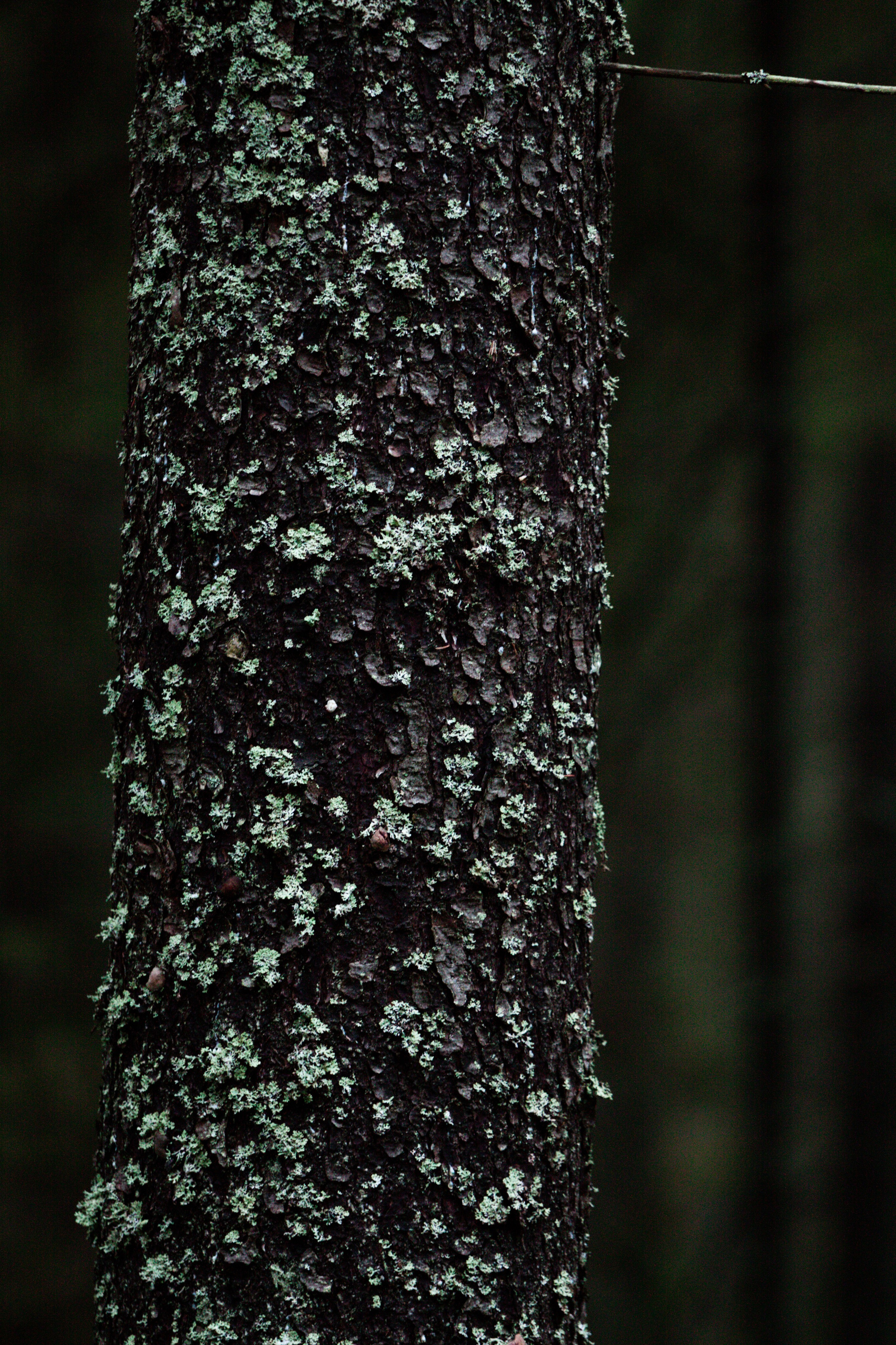 Ноябрь Роща. Дария Галямова — фотограф: открытый, творческий, коммерческий