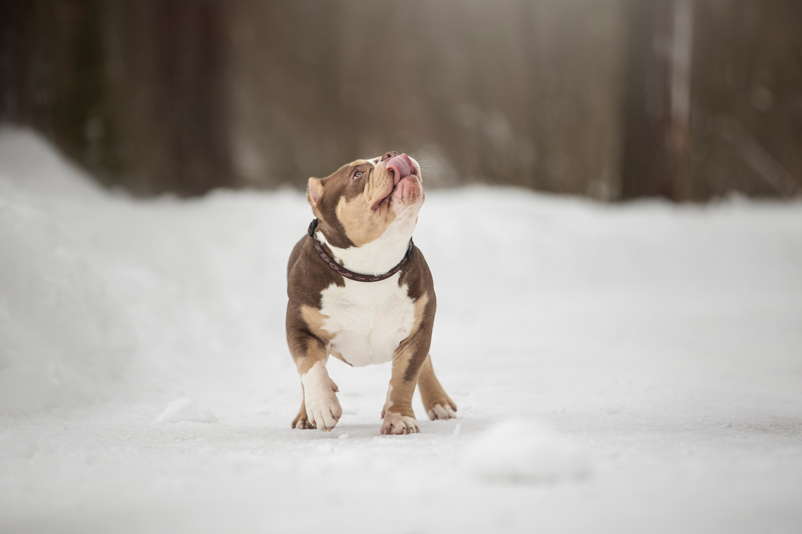 Американские булли. Фотограф анималист в Москве Майорова Евгения